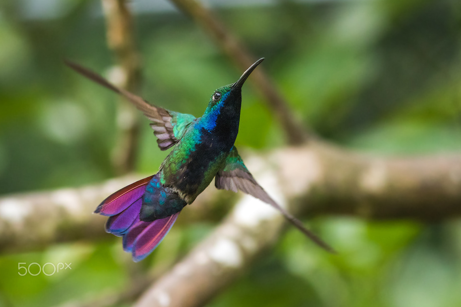 Canon EF 300mm F4L IS USM sample photo. Male black-throated mango photography