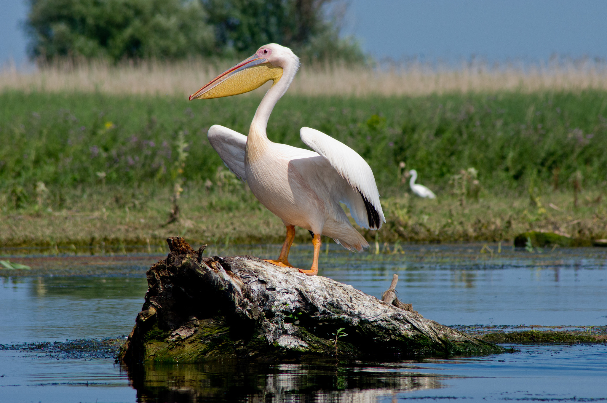Pentax K-x sample photo. Great white pelican photography