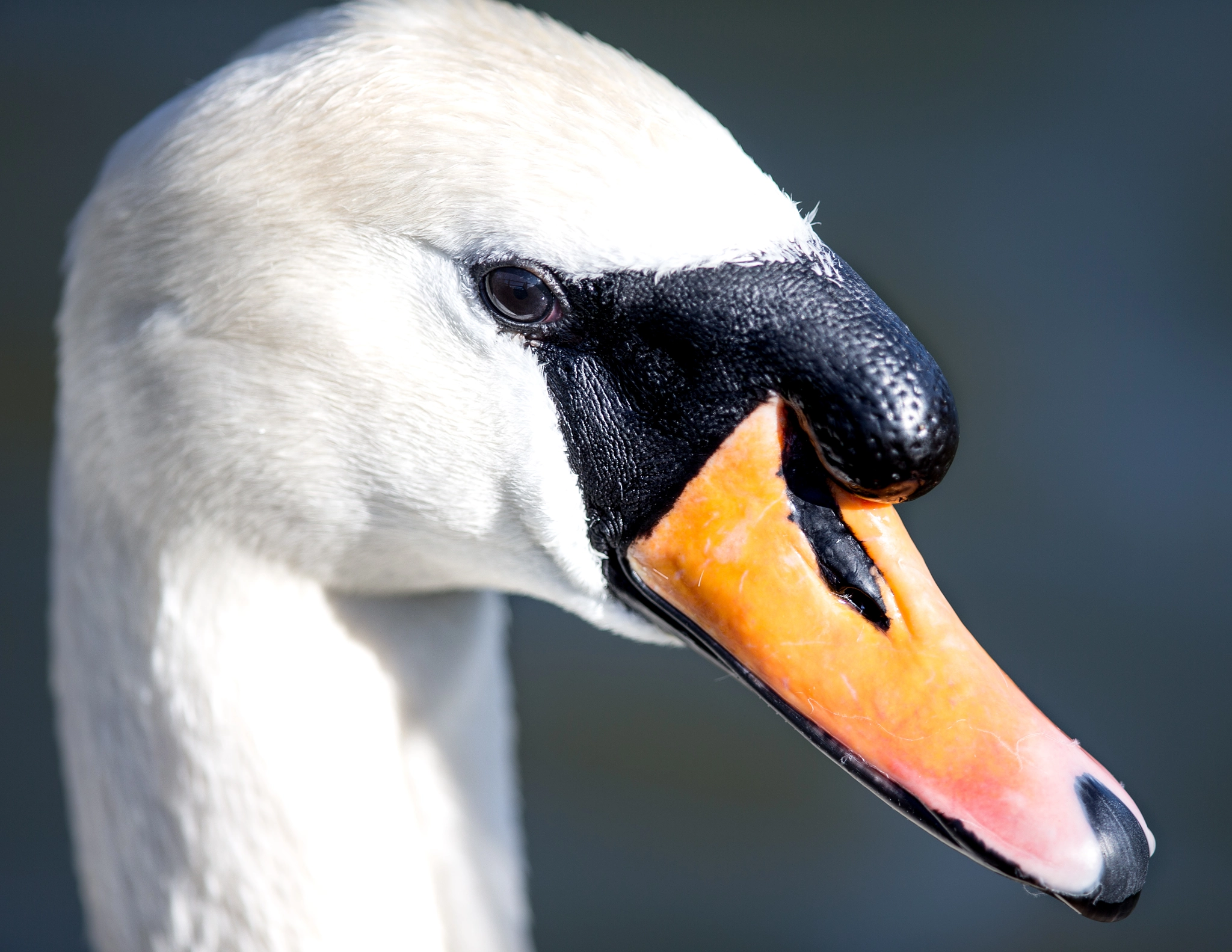 Canon EF 400mm F2.8L IS II USM sample photo. English swan photography