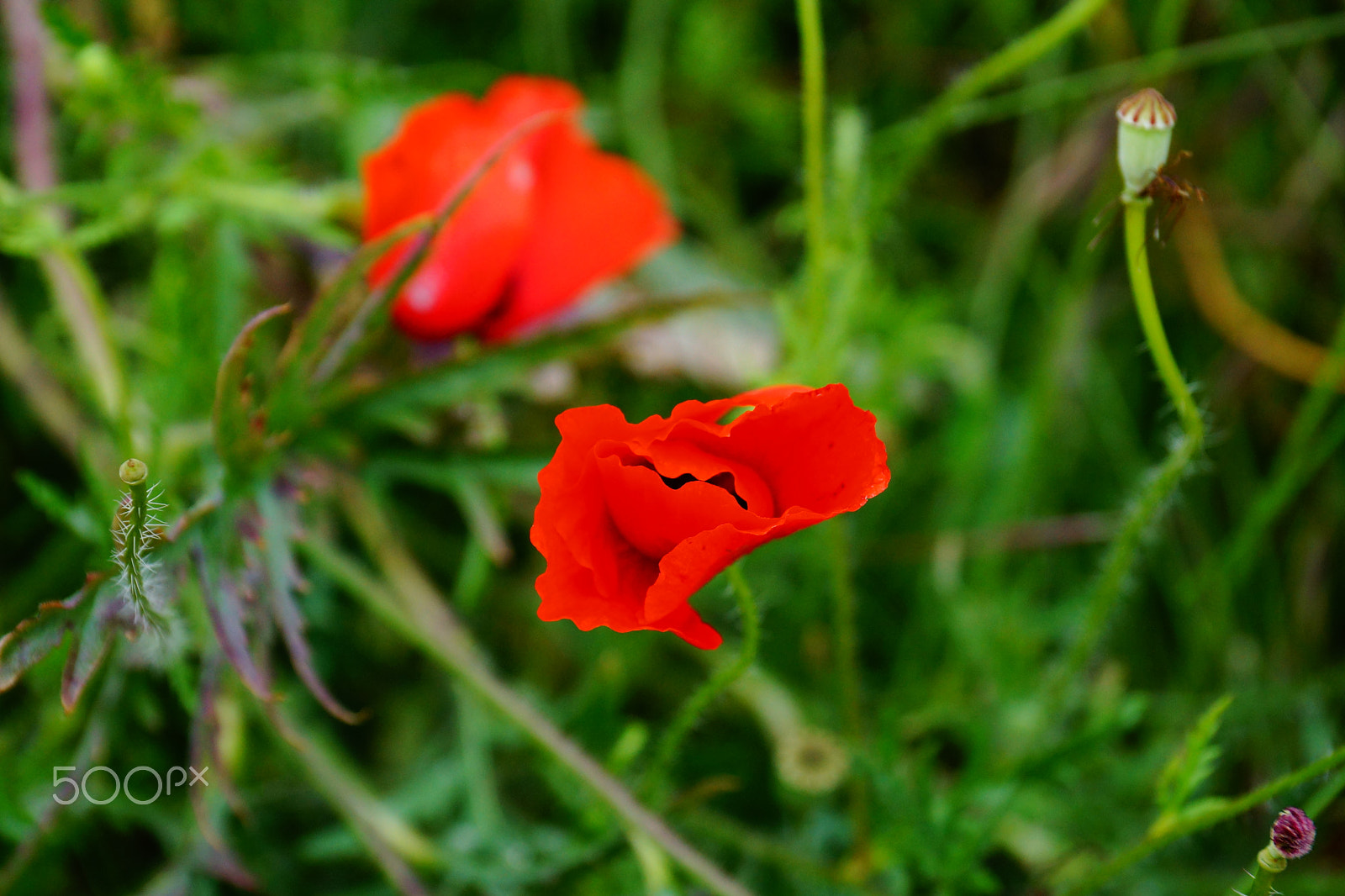 Sony DT 18-135mm F3.5-5.6 SAM sample photo. Poppies 1 photography