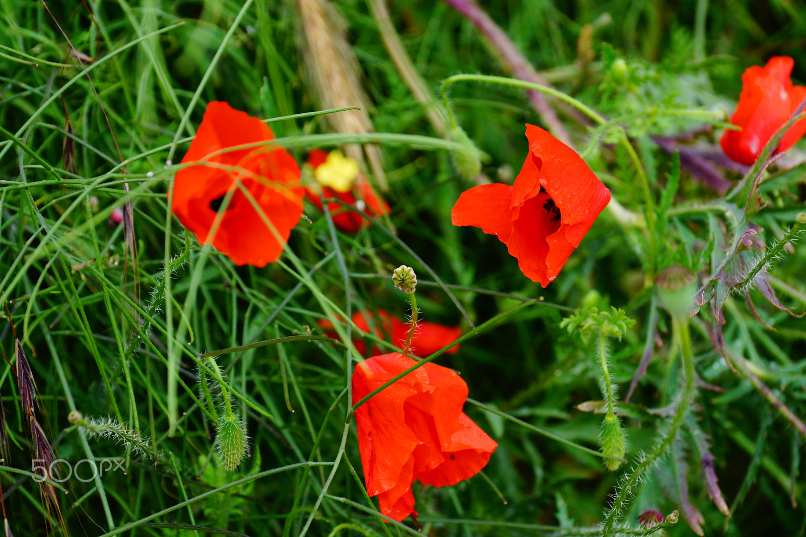 Sony DT 18-135mm F3.5-5.6 SAM sample photo. Poppies 2 photography