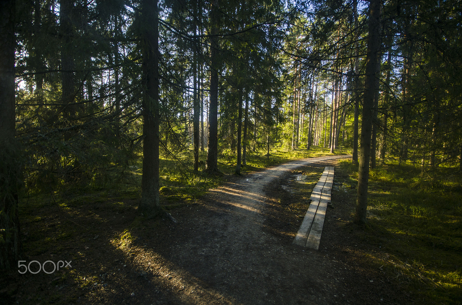 Pentax K-5 + Sigma AF 10-20mm F4-5.6 EX DC sample photo. Just forest photography