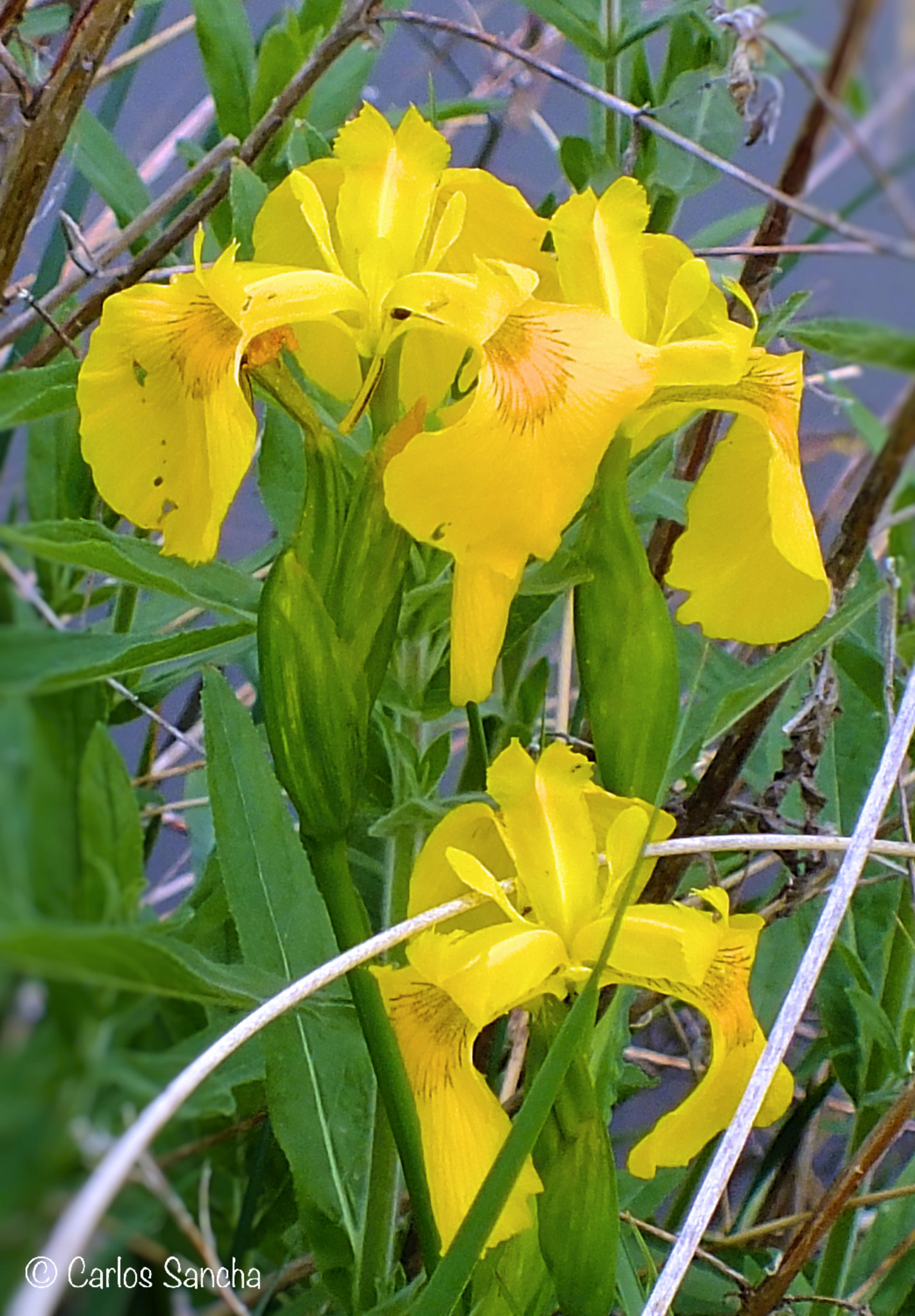 Fujifilm FinePix HS35EXR sample photo. Lirios amarillos - iris pseudacorus photography
