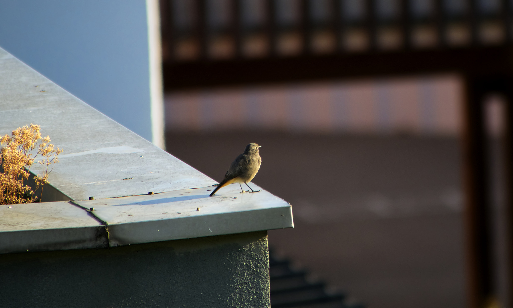 Panasonic Lumix DMC-GX85 (Lumix DMC-GX80 / Lumix DMC-GX7 Mark II) + Panasonic Lumix G Vario 100-300mm F4-5.6 OIS sample photo. Urban wild life photography