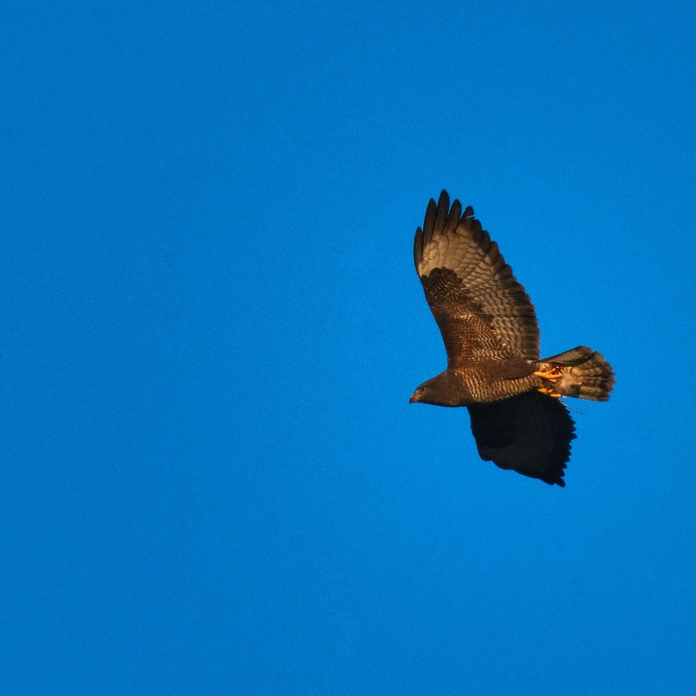 Nikon AF-S Nikkor 200-500mm F5.6E ED VR sample photo. Rat trap stockholm photography