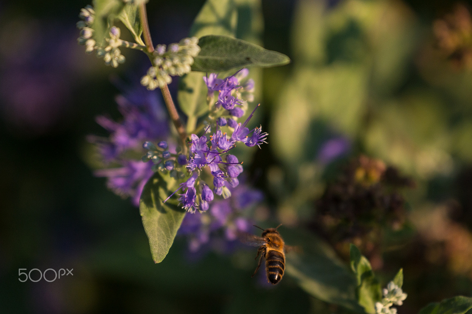 Canon EF 70-300mm F4-5.6L IS USM sample photo. Ready for landing photography