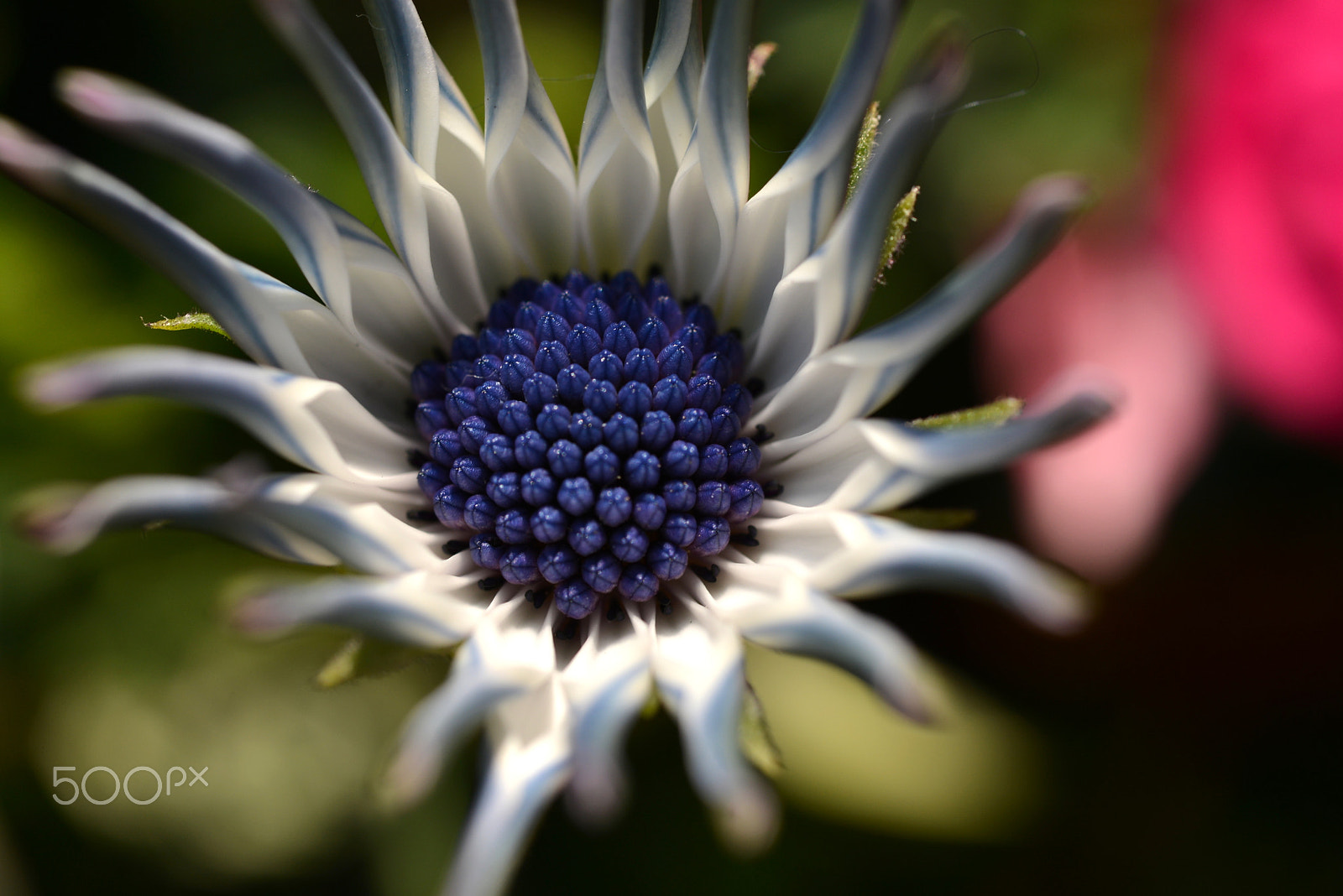 Nikon D600 + Nikon AF Micro-Nikkor 60mm F2.8D sample photo. Blue & white photography