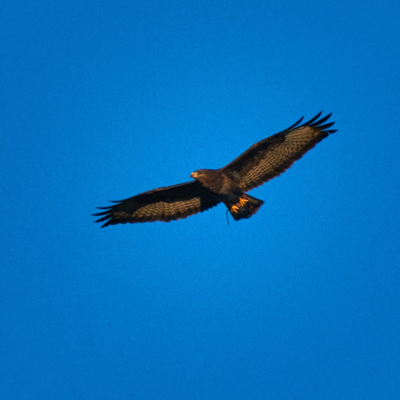 Nikon AF-S Nikkor 200-500mm F5.6E ED VR sample photo. Rat trap ii stockholm photography