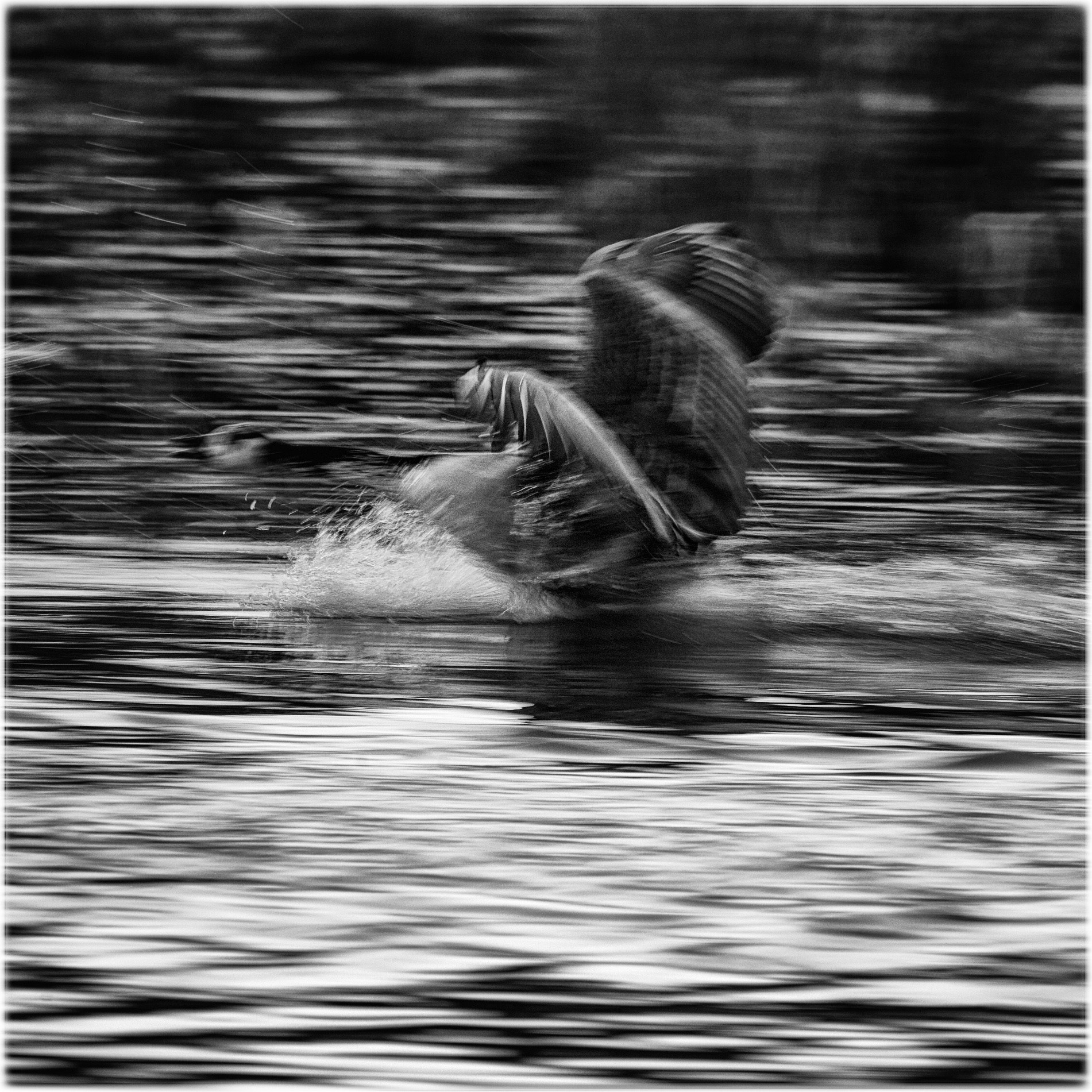 Nikon AF-S Nikkor 200-500mm F5.6E ED VR sample photo. Fight flight isbladskärret stockholm photography