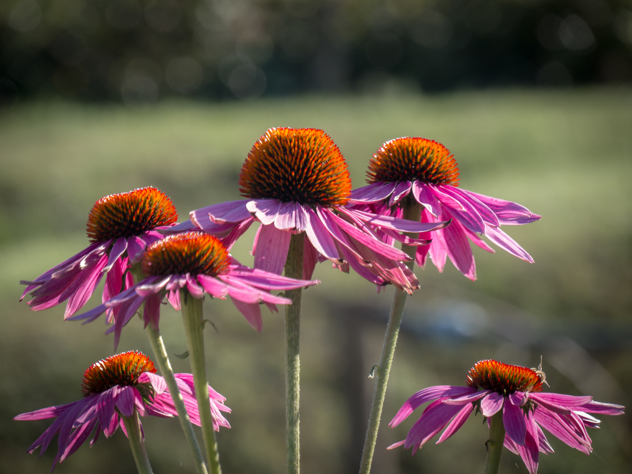 Panasonic Lumix DMC-G6 sample photo. Flowers photography
