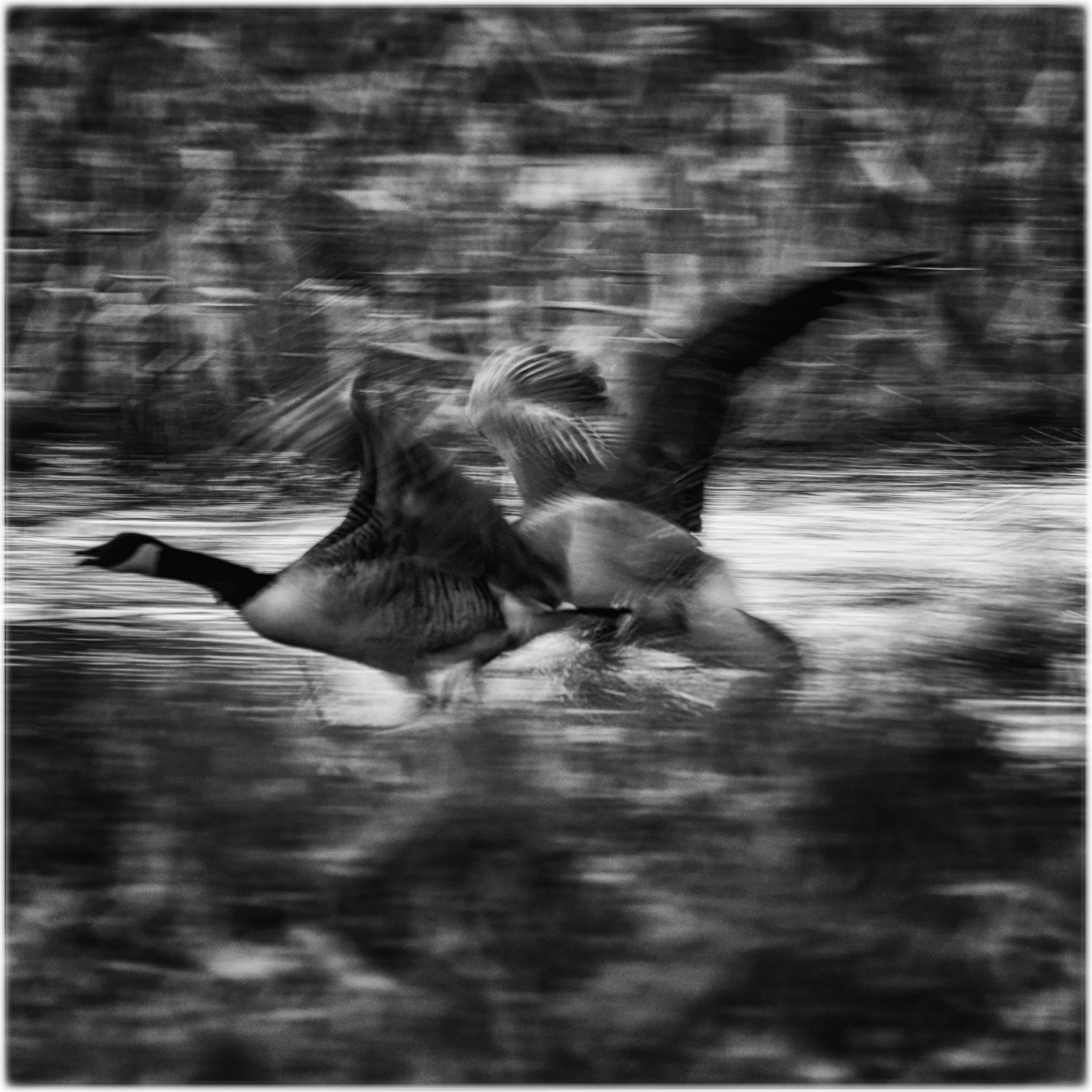 Nikon AF-S Nikkor 200-500mm F5.6E ED VR sample photo. Fight flight ii isbladskärret stockholm photography