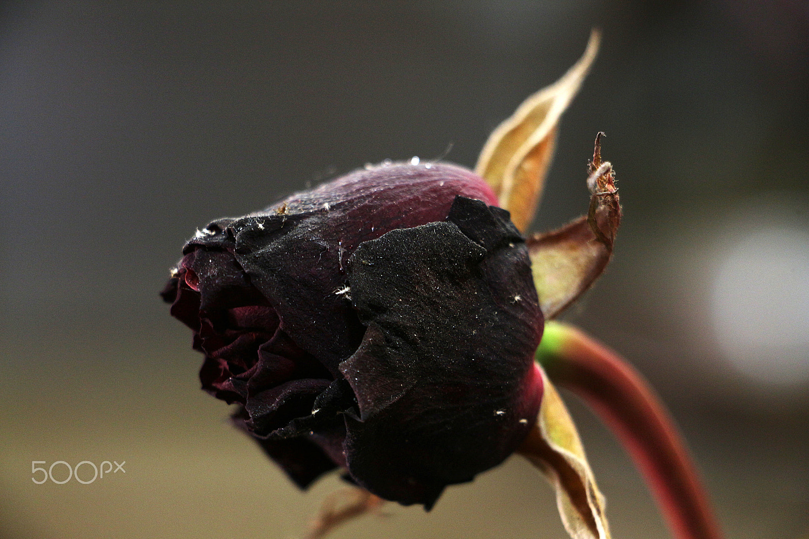 Canon EOS 650D (EOS Rebel T4i / EOS Kiss X6i) sample photo. Dead flower photography