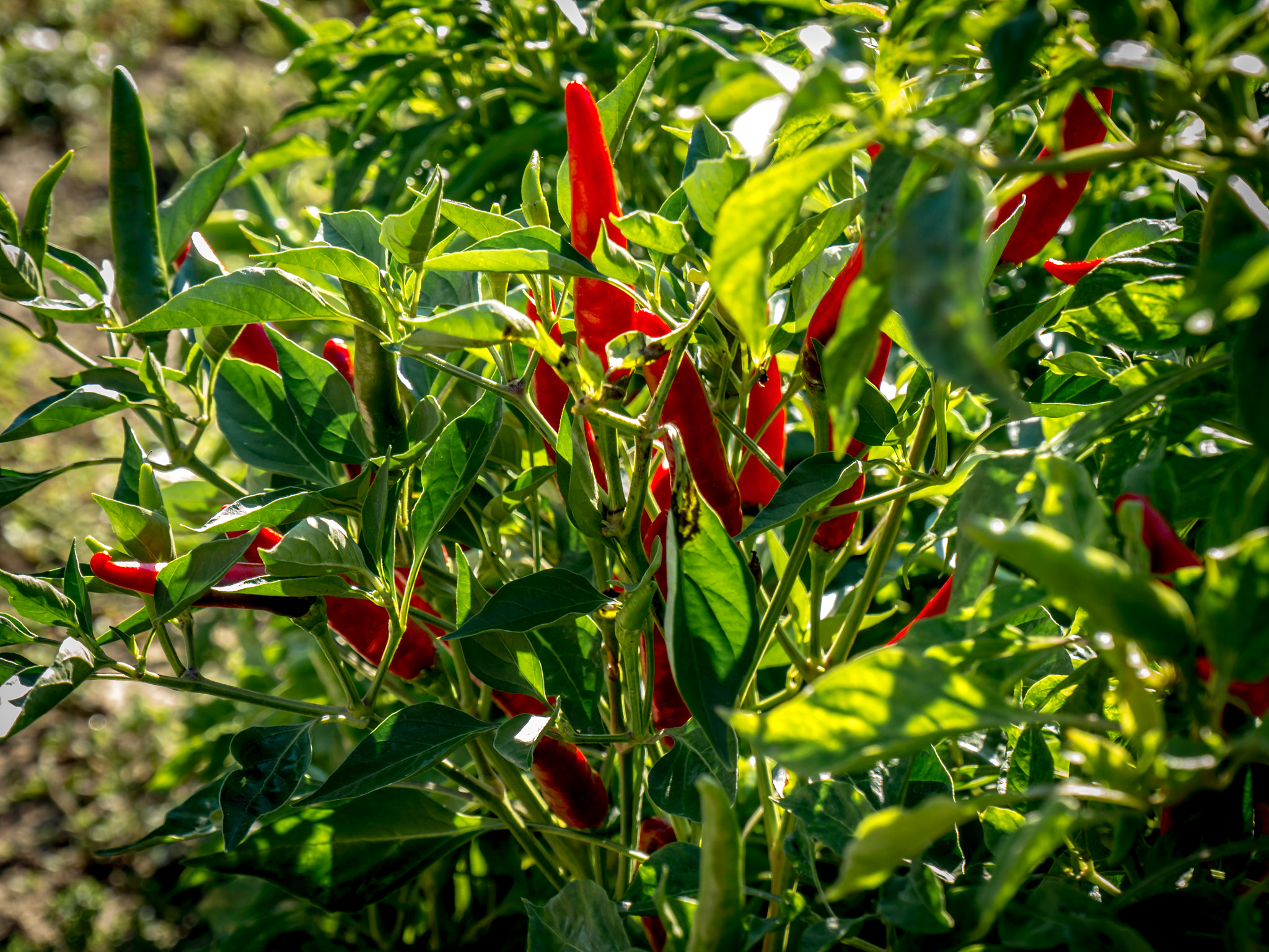 Panasonic Lumix DMC-G6 sample photo. Chili photography