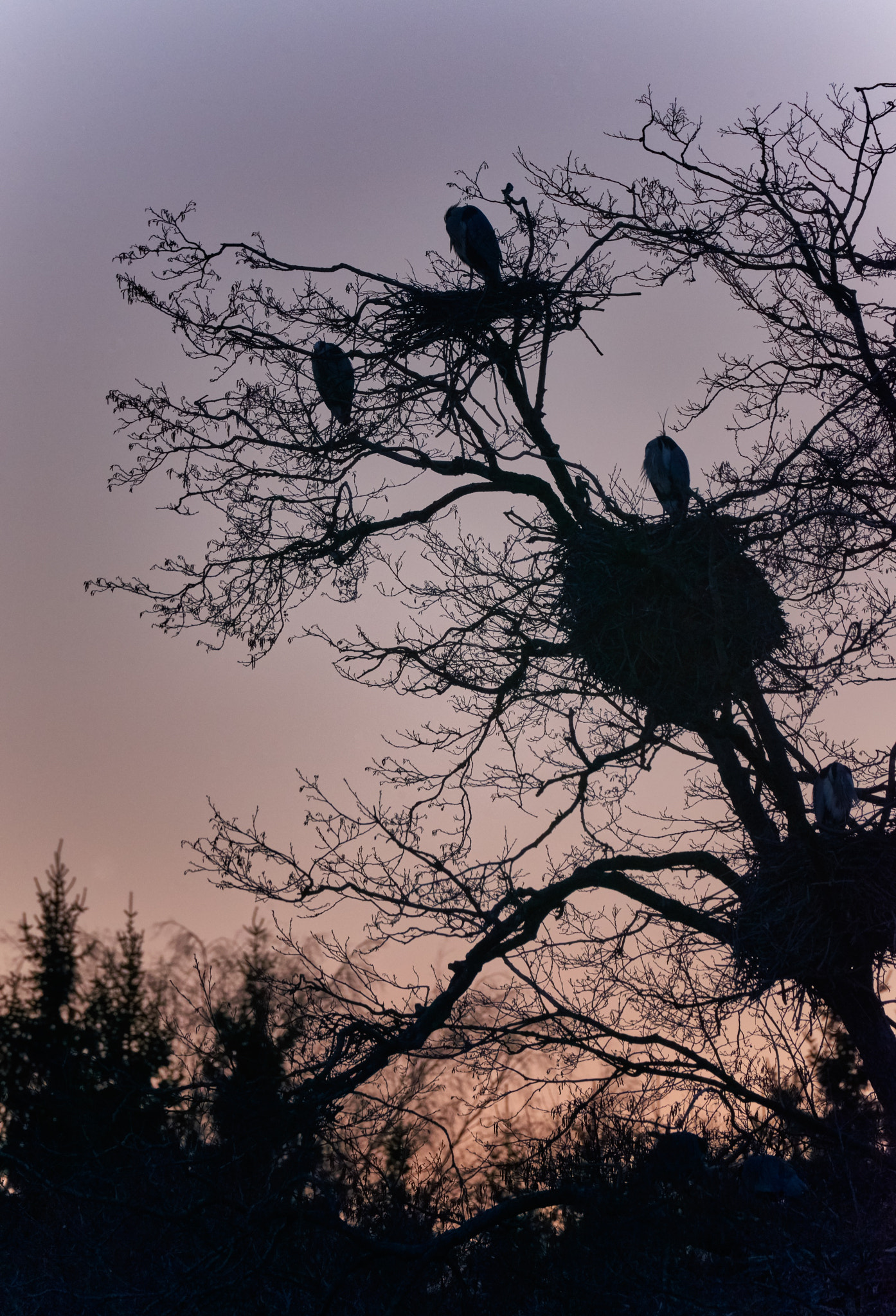 Nikon D800E sample photo. Ardea cinerea isbladskärret stockholm photography