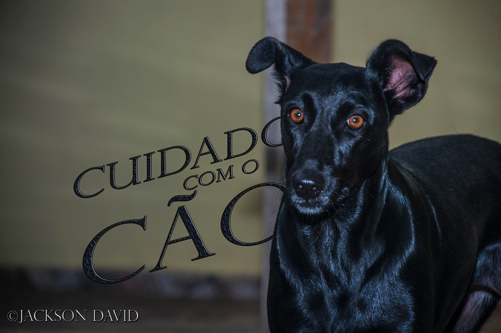 Nikon D90 sample photo. Beware of the dog photography