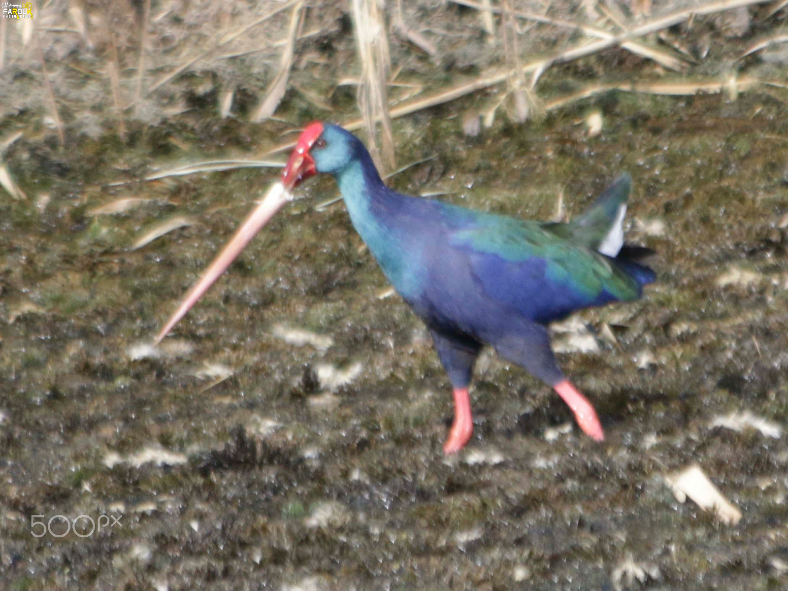 Canon EF 70-300mm F4-5.6 IS USM sample photo. Purple swamphen-دجاجة الماء الأرجوانية photography