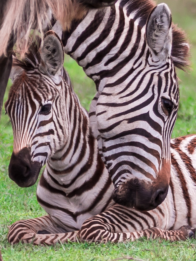 Nikon D7200 sample photo. Tanzania photography