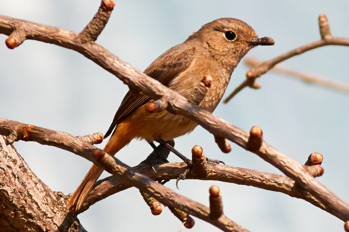 Canon EOS 7D Mark II + Canon EF 400mm F5.6L USM sample photo. Sing for spring photography