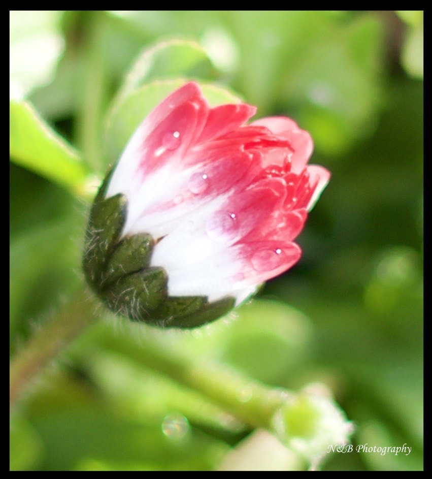 Canon EOS 80D + Canon EF 50mm F1.8 II sample photo