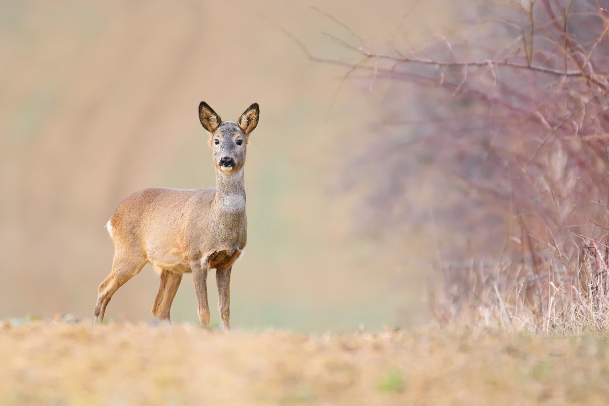Nikon D7200 sample photo. Capreolus capreolus photography