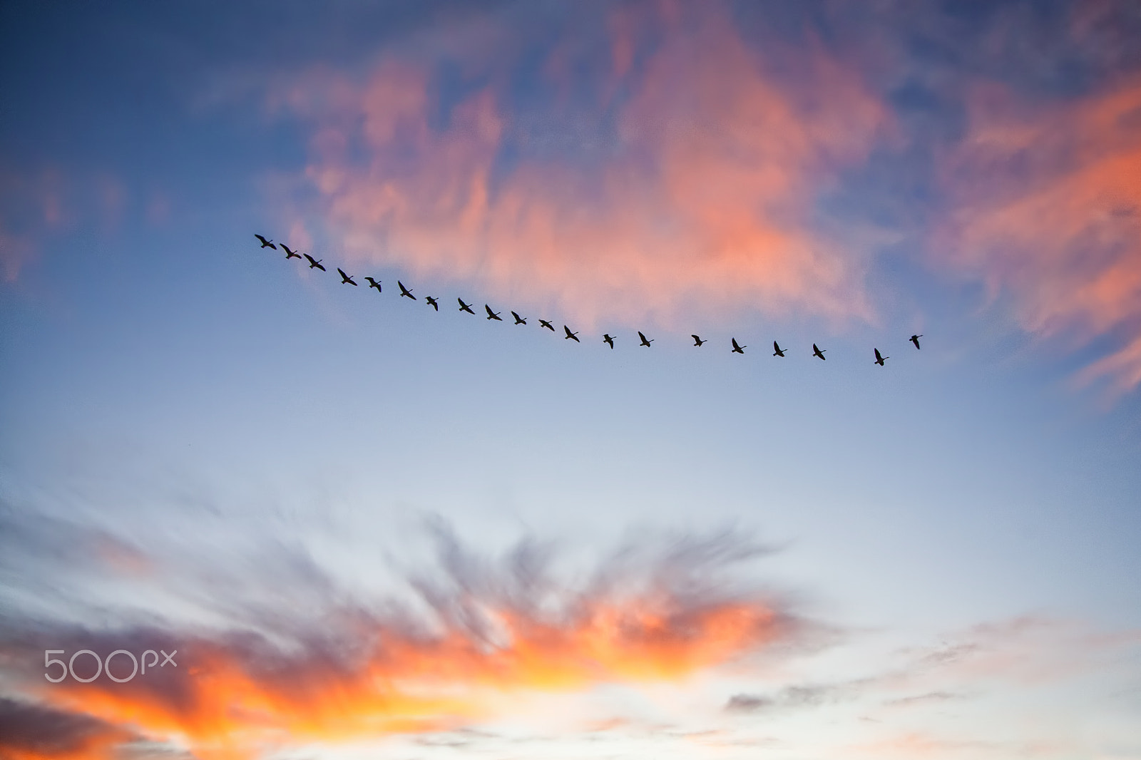 Canon EOS 5D + Canon EF 24-105mm F4L IS USM sample photo. Birds in flight photography