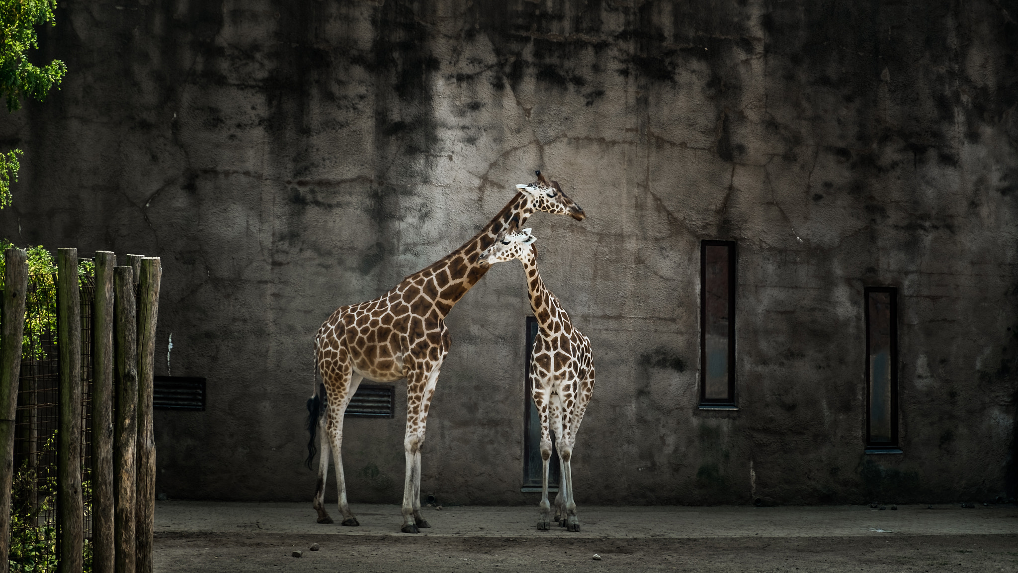 Fujifilm X-Pro1 sample photo. Giraffes photography