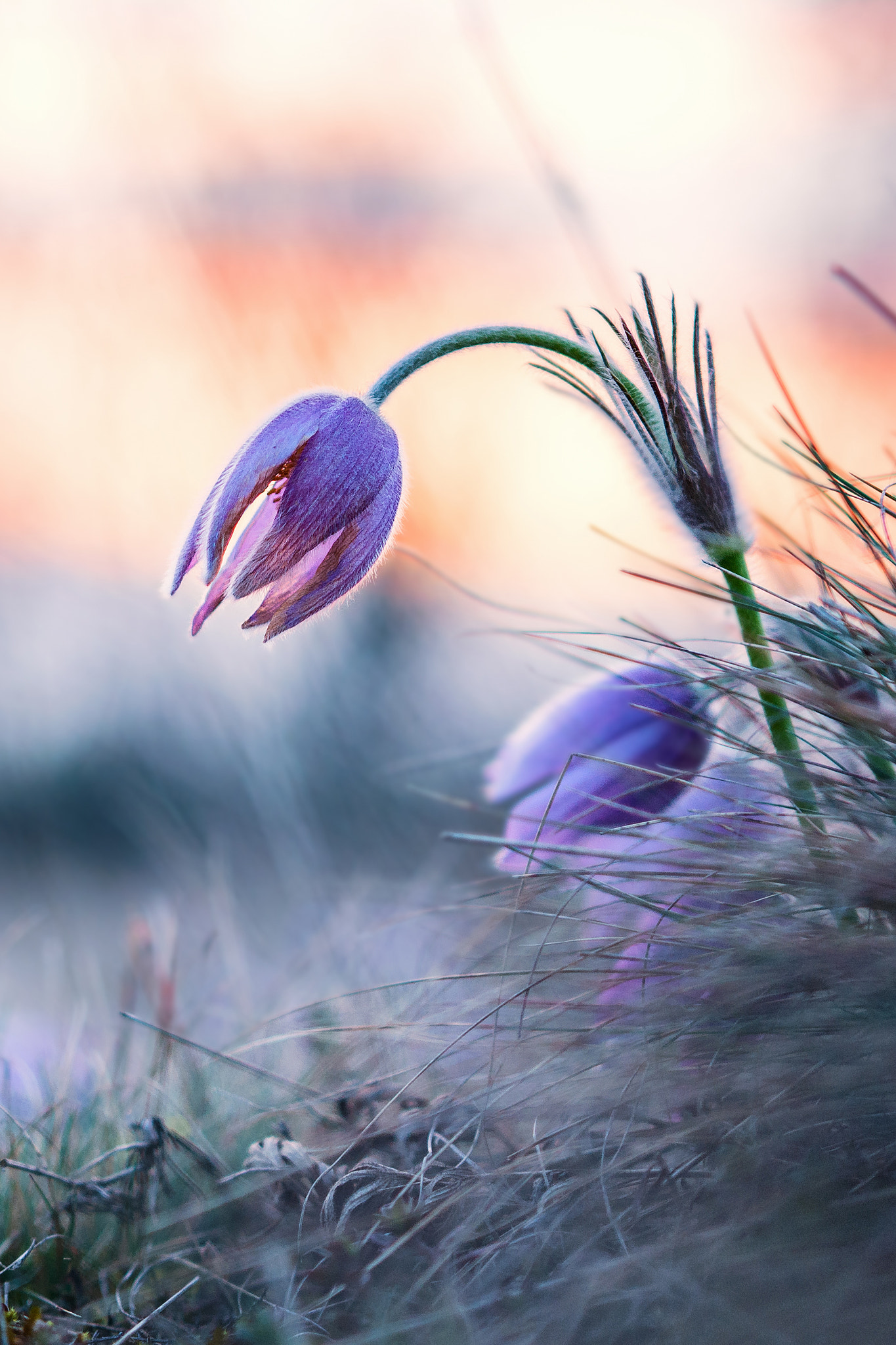 Nikon D7100 + Sigma 18-35mm F1.8 DC HSM Art sample photo. Pulsatilla photography