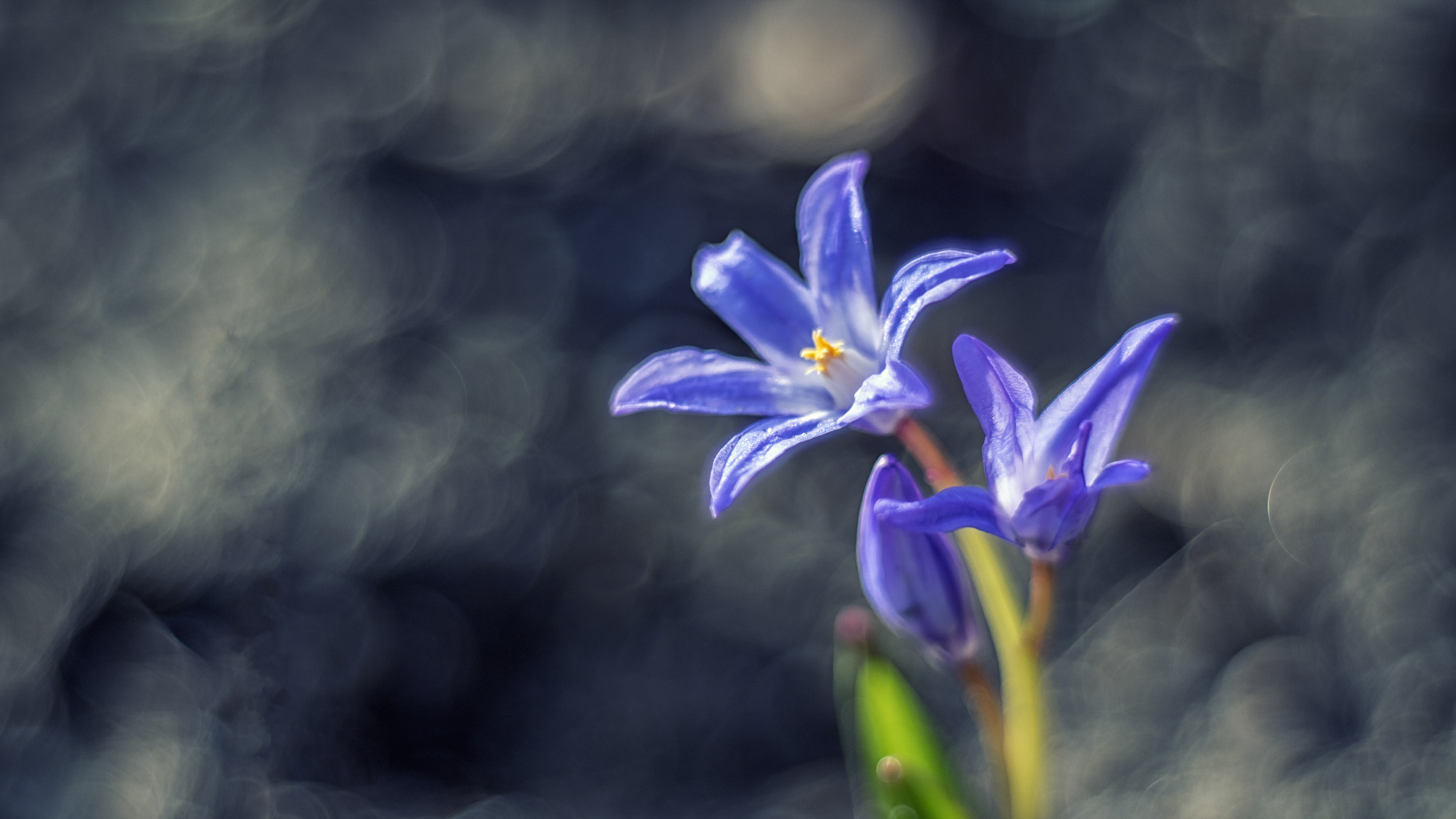 Canon EF 28-80mm f/3.5-5.6 sample photo. Blue stars photography