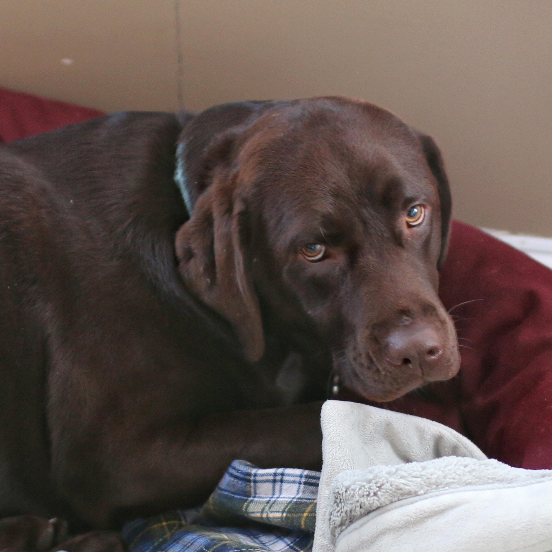 Canon EOS 70D + Sigma 35mm F1.4 DG HSM Art sample photo. Sophie - chocolate lab photography