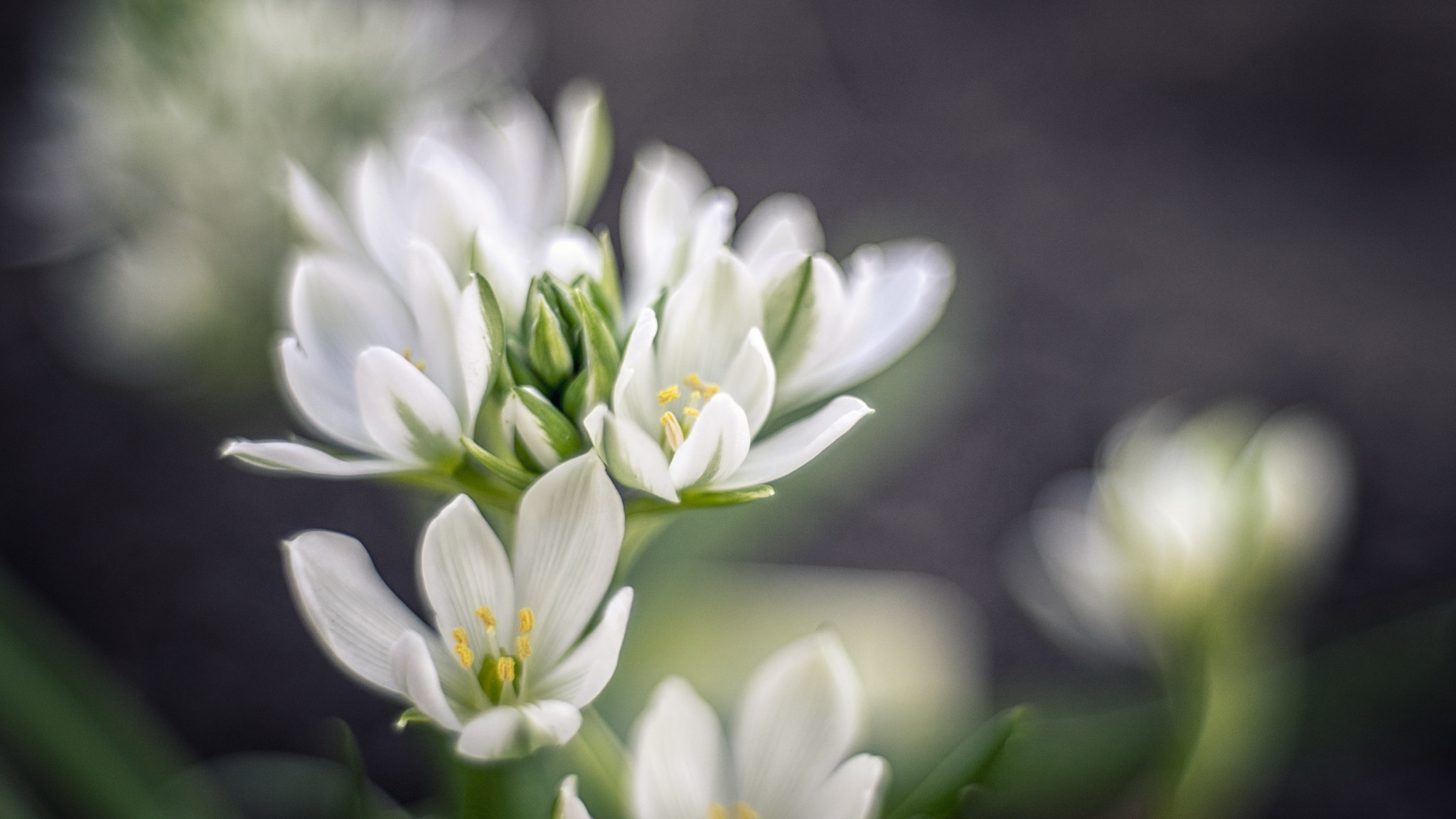 Sony a7 II sample photo. White & green photography