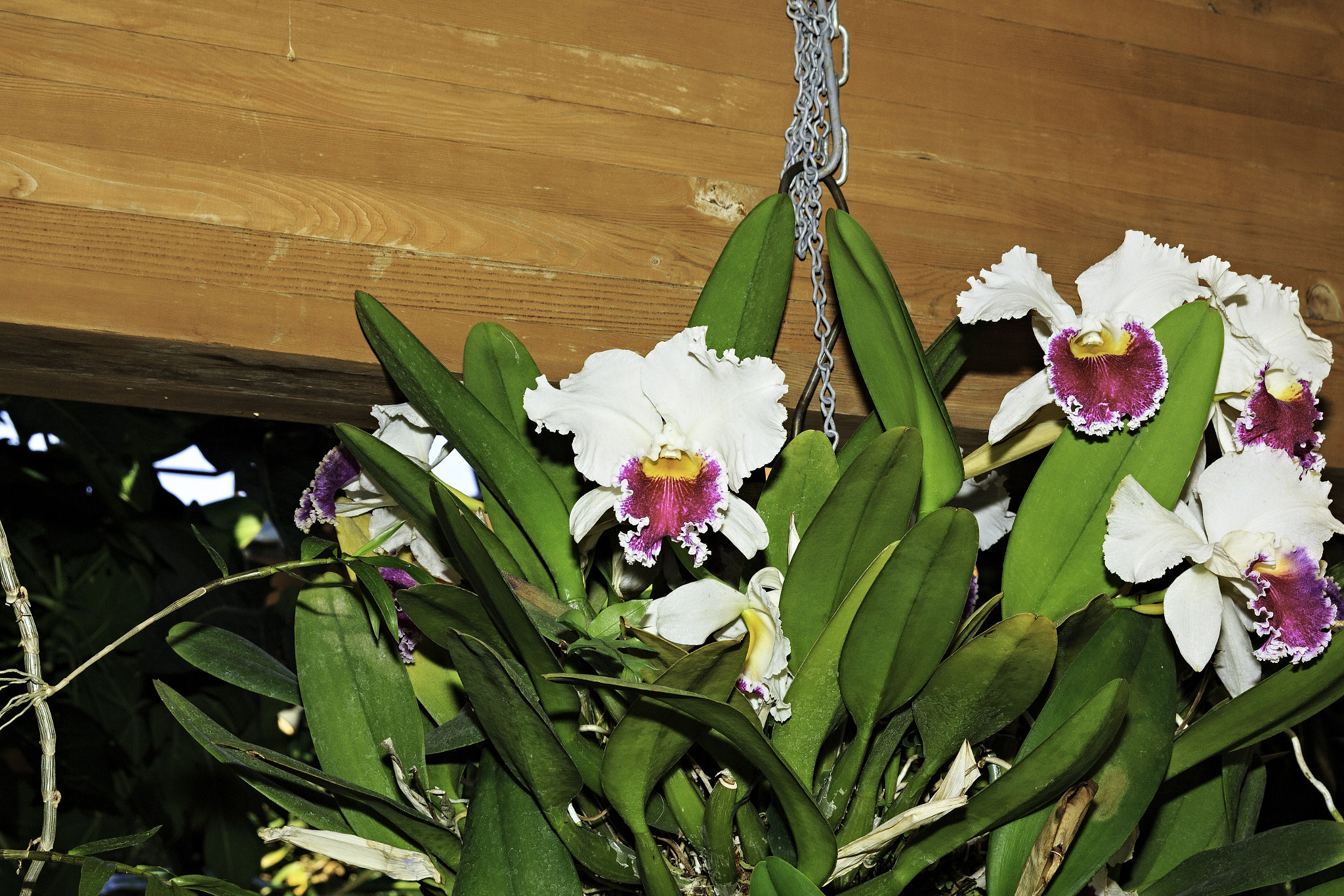 Canon EOS 650D (EOS Rebel T4i / EOS Kiss X6i) sample photo. Orchids and other flowers photography