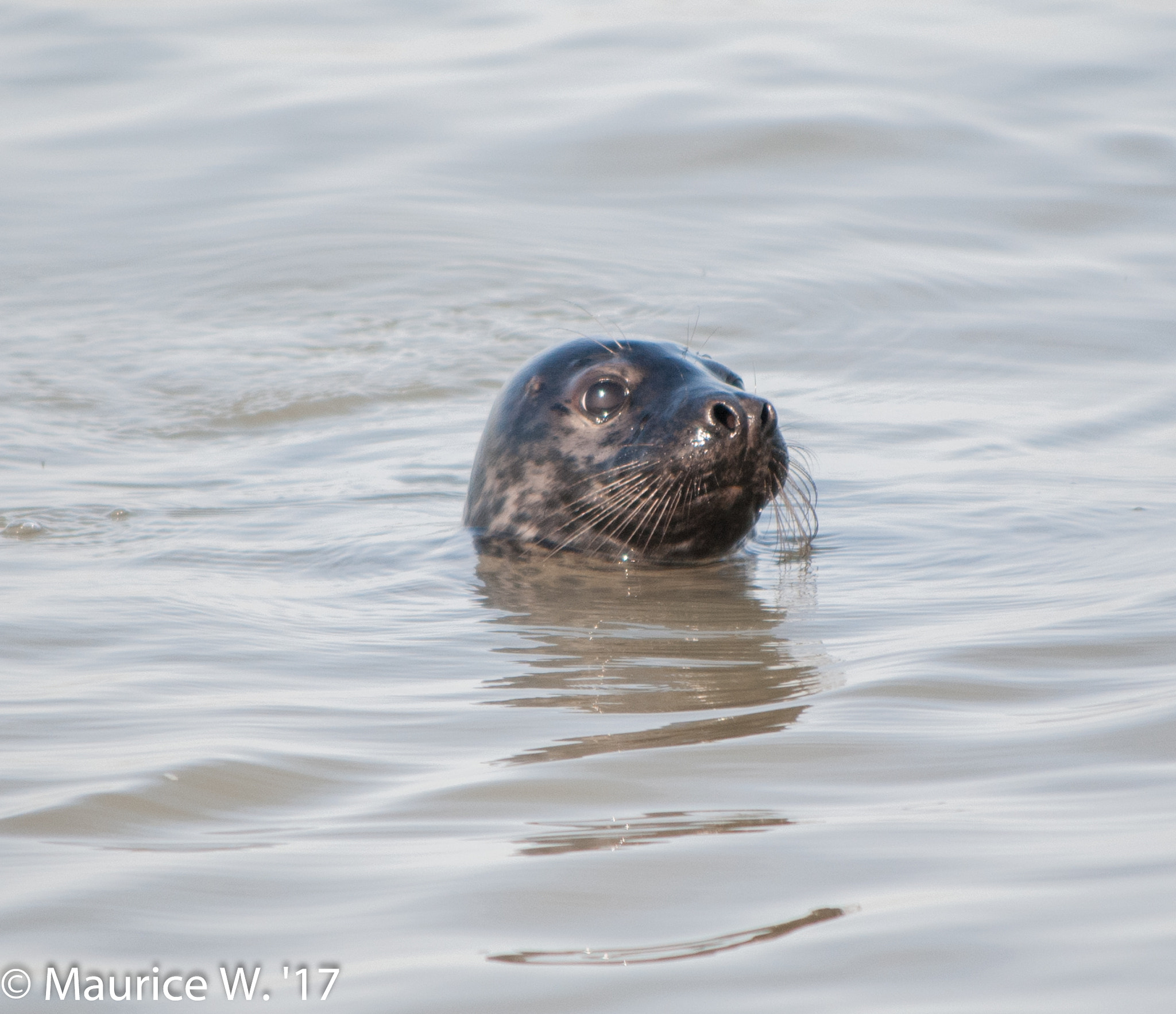 Nikon D3000 sample photo. Seal photography
