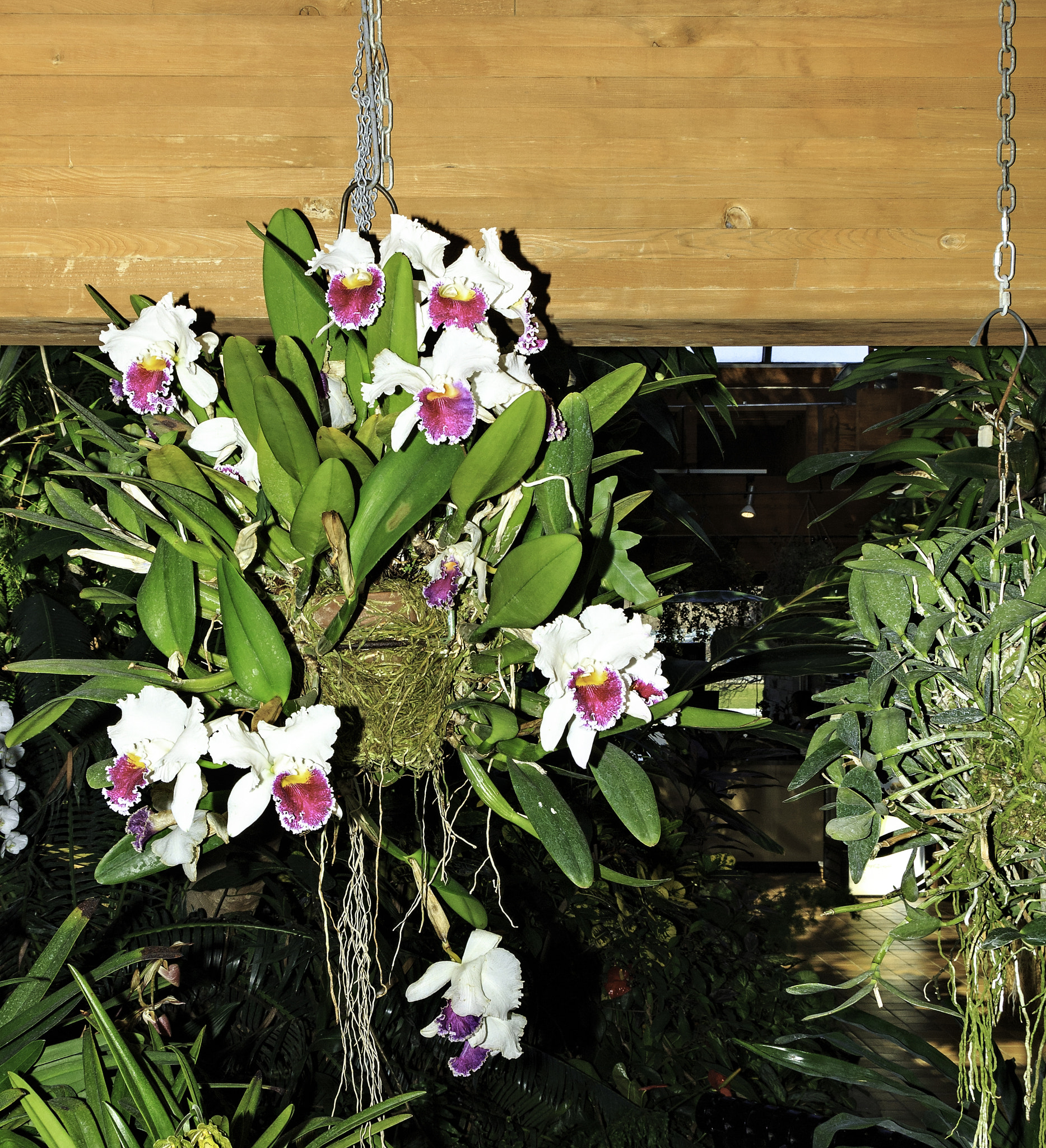 Canon EOS 650D (EOS Rebel T4i / EOS Kiss X6i) sample photo. Orchids and other flowers photography
