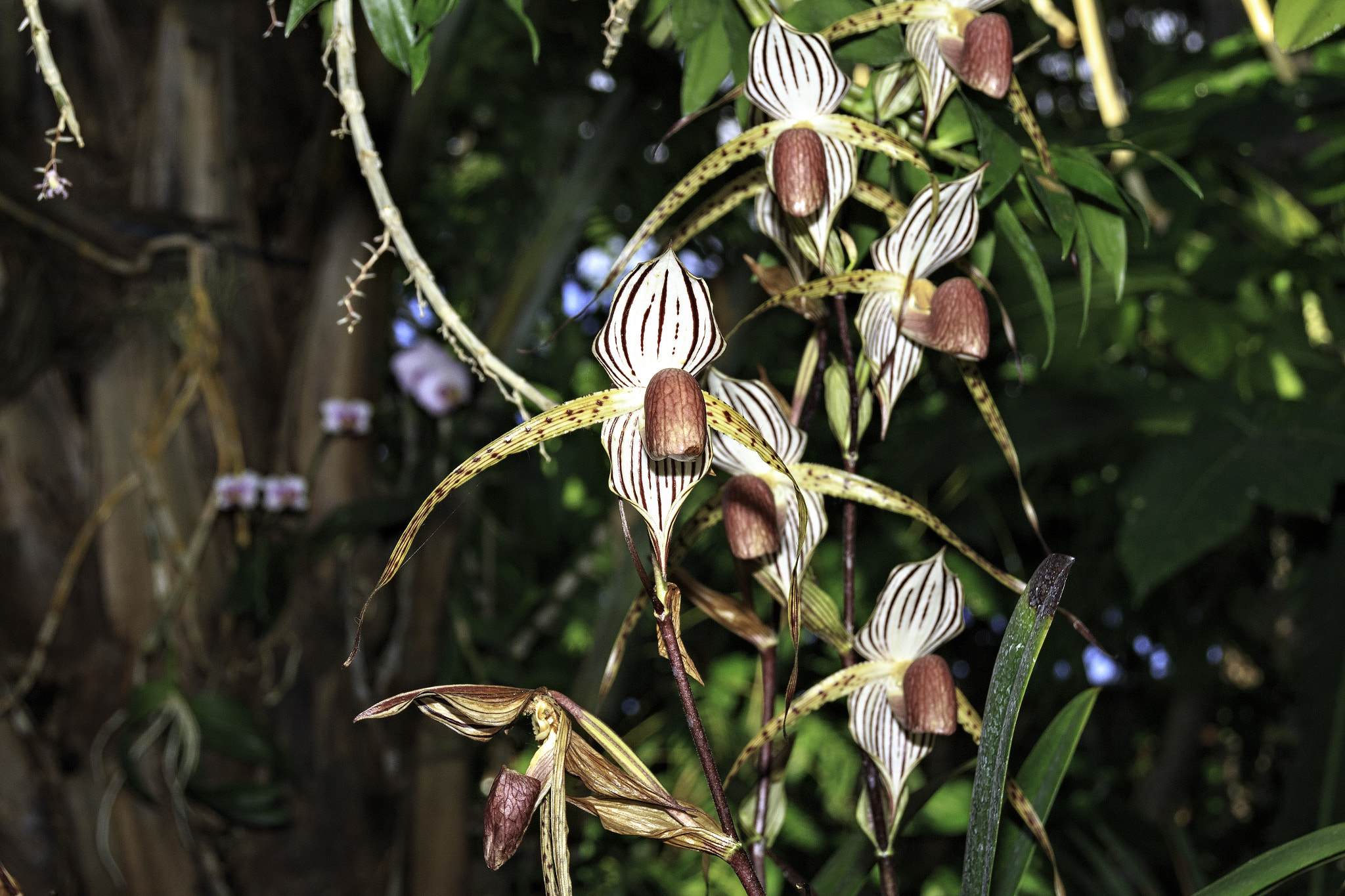 Sigma 18-250mm F3.5-6.3 DC OS HSM sample photo. Orchids and other flowers photography
