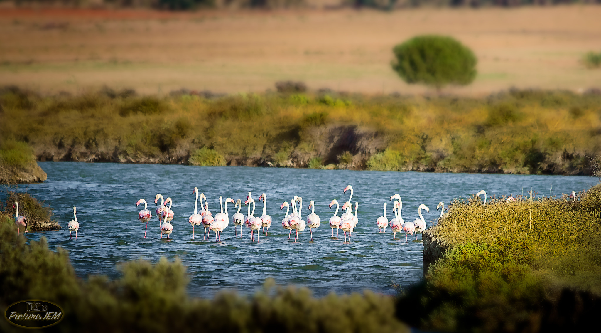 Nikon D5500 sample photo. Flamencos photography