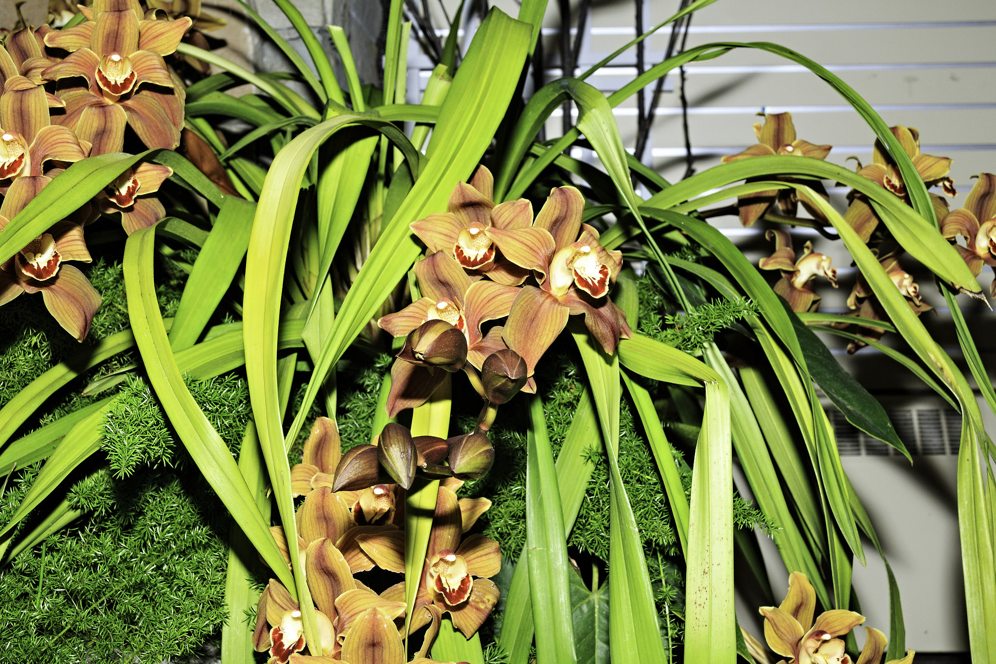 Sigma 18-250mm F3.5-6.3 DC OS HSM sample photo. Orchids and other flowers photography