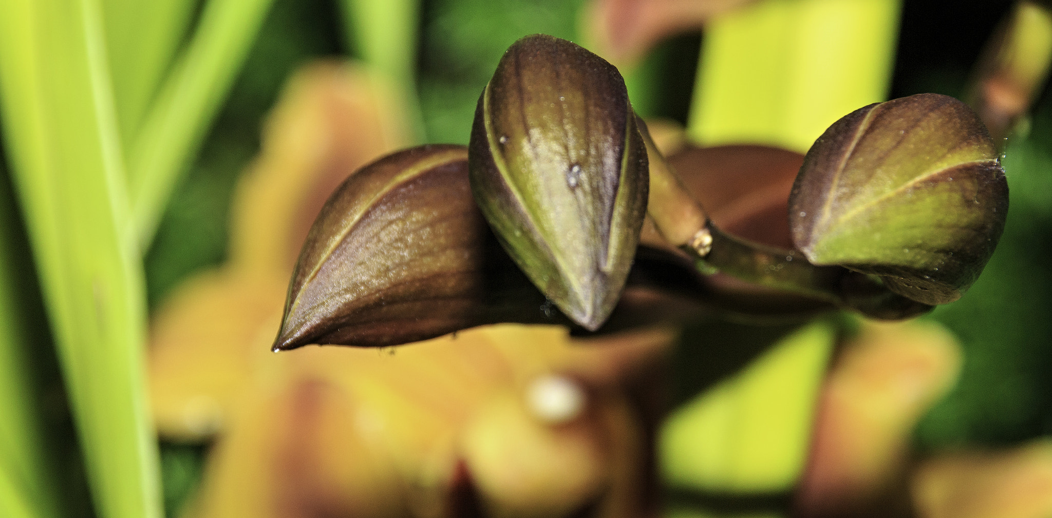 Sigma 18-250mm F3.5-6.3 DC OS HSM sample photo. Orchids and other flowers photography