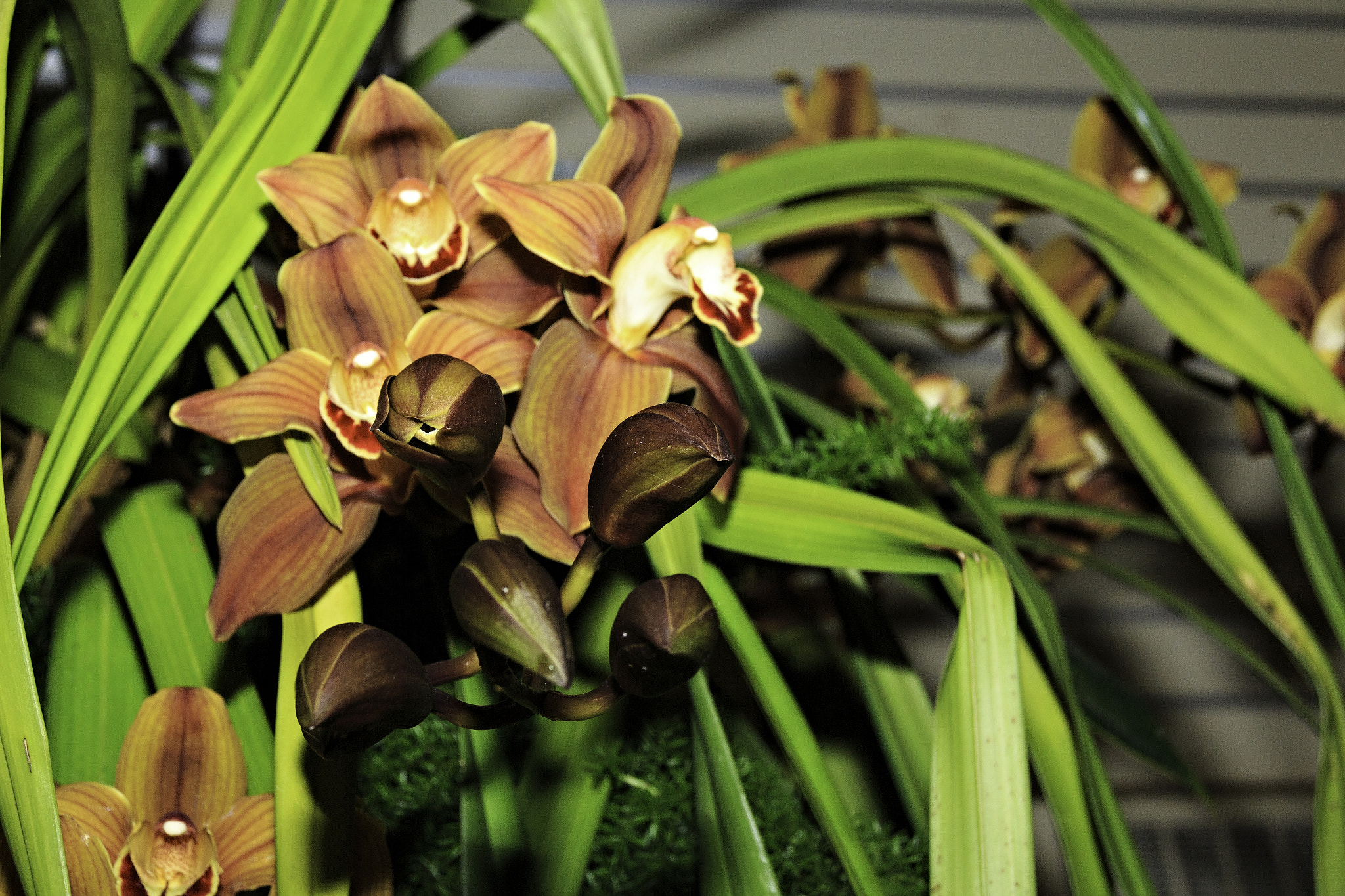 Sigma 18-250mm F3.5-6.3 DC OS HSM sample photo. Orchids and other flowers photography