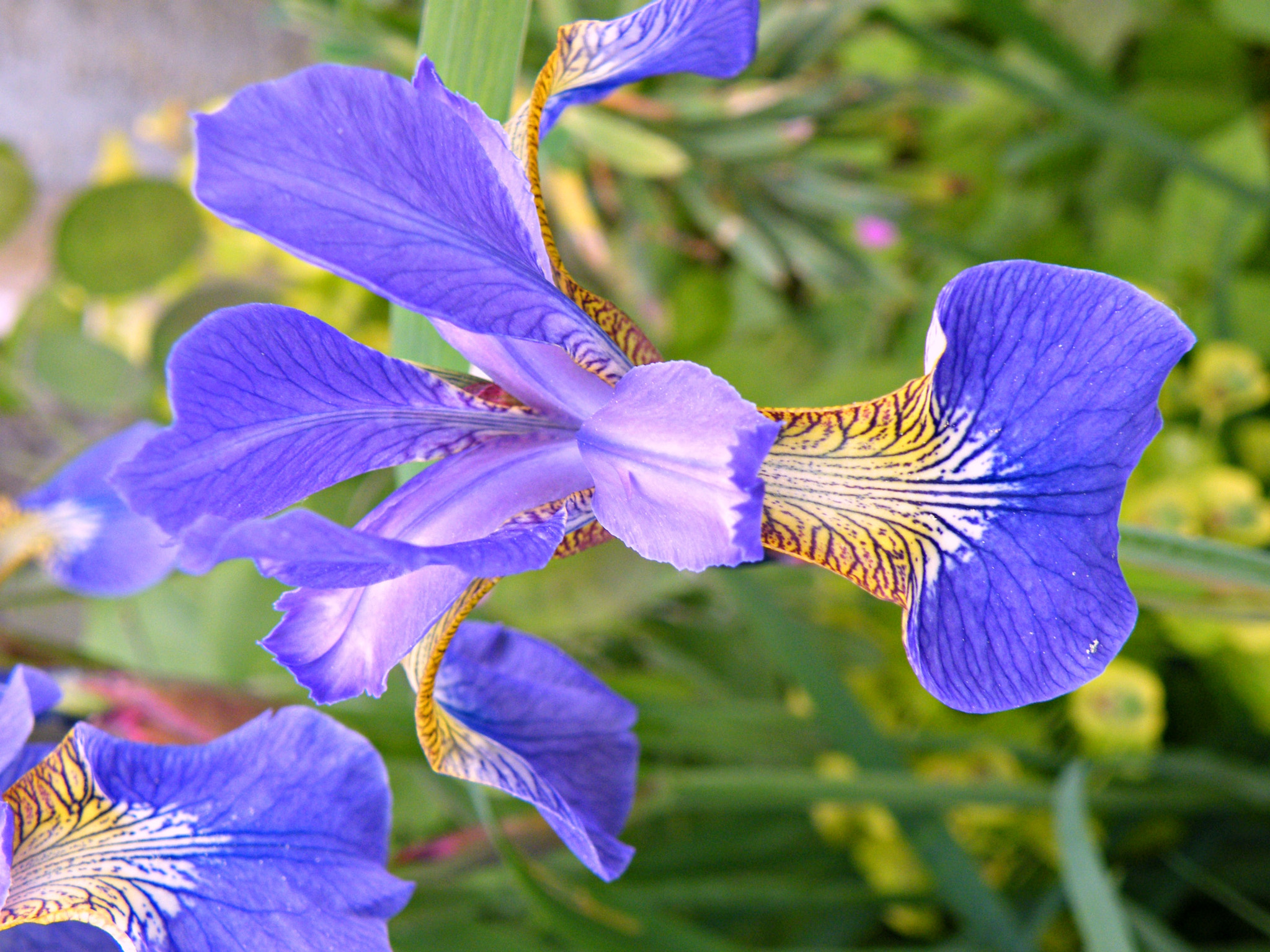 Fujifilm FinePix S8100fd sample photo. Blue in the garden photography