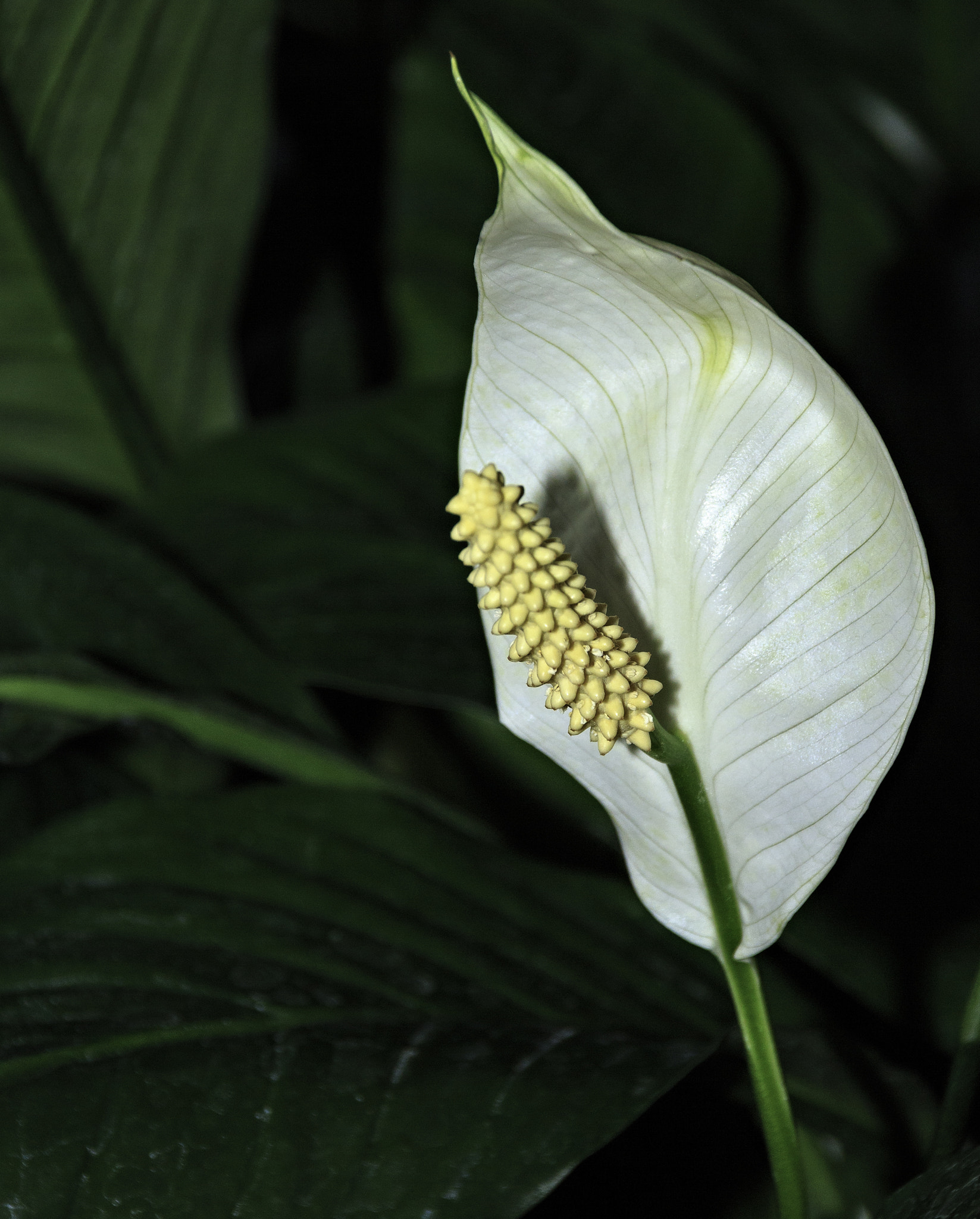 Canon EOS 650D (EOS Rebel T4i / EOS Kiss X6i) sample photo. Orchids and other flowers photography