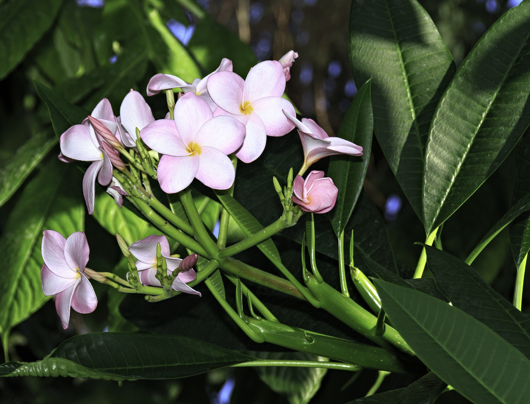 Canon EOS 650D (EOS Rebel T4i / EOS Kiss X6i) sample photo. Orchids and other flowers photography