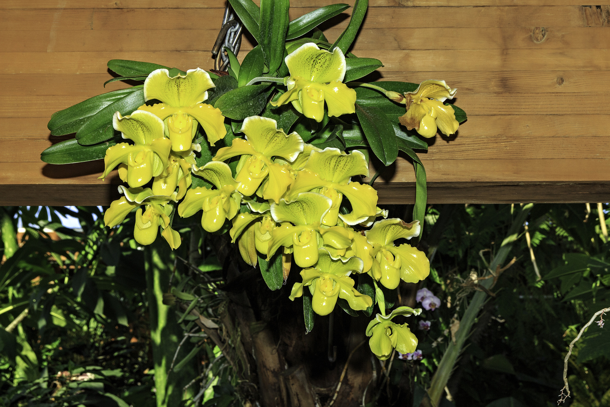 Canon EOS 650D (EOS Rebel T4i / EOS Kiss X6i) sample photo. Orchids and other flowers photography