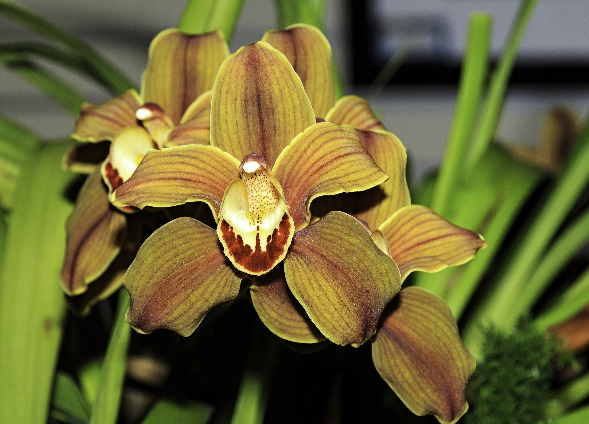 Sigma 18-250mm F3.5-6.3 DC OS HSM sample photo. Orchids and other flowers photography