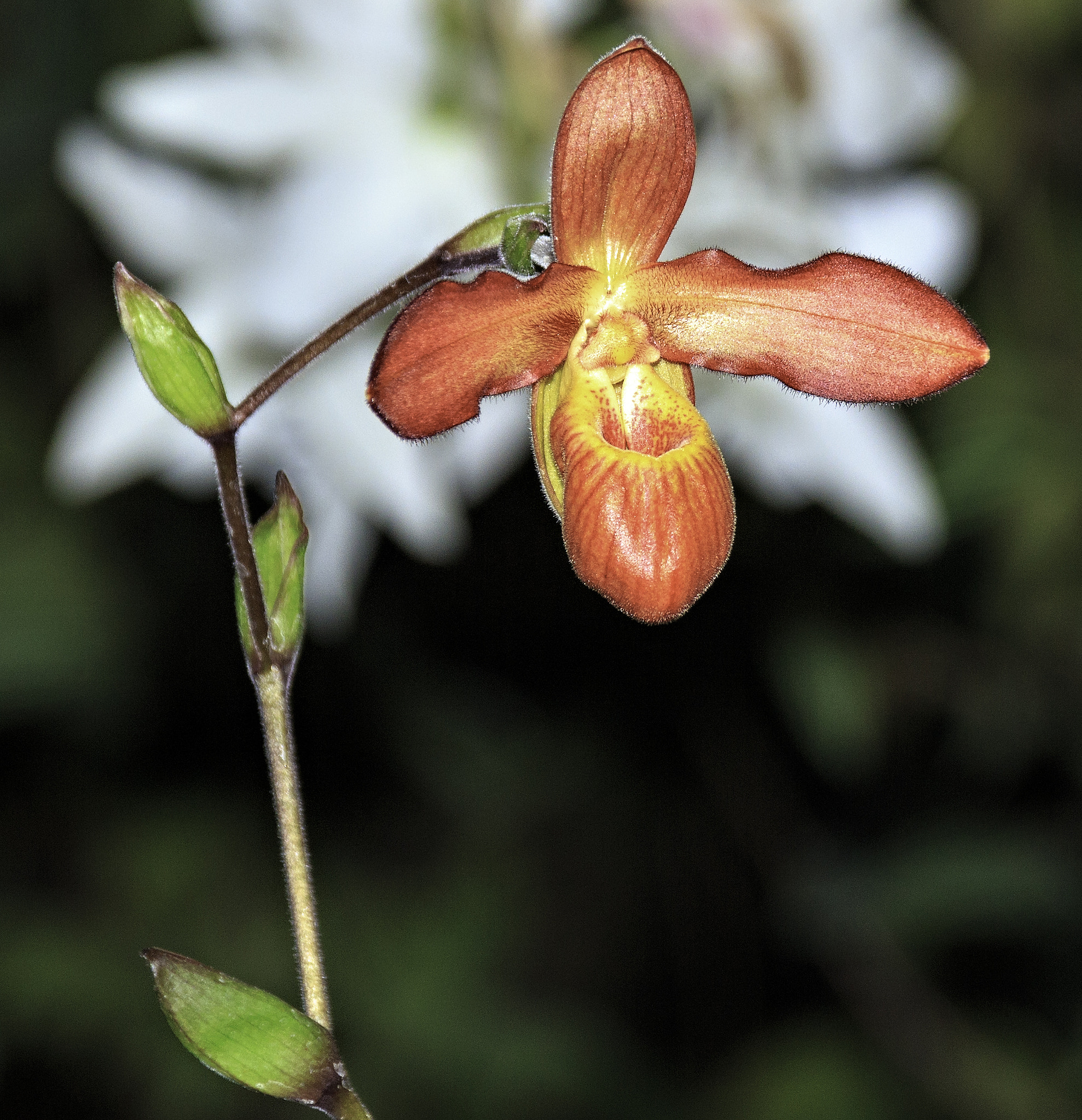 Sigma 18-250mm F3.5-6.3 DC OS HSM sample photo. Orchids and other flowers photography