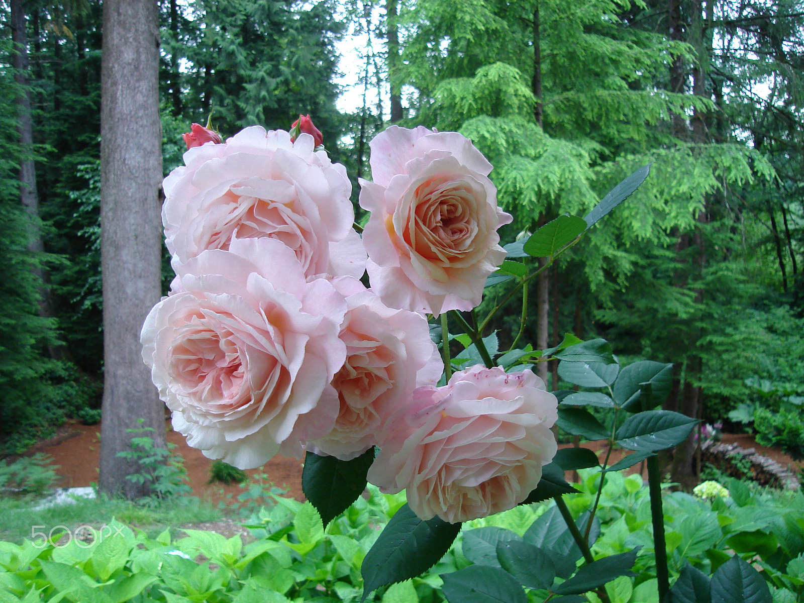 Sony DSC-S600 sample photo. Very fragrant pink roses photography