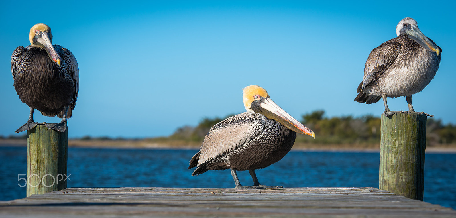 Nikon D750 sample photo. Coastal ruffians photography