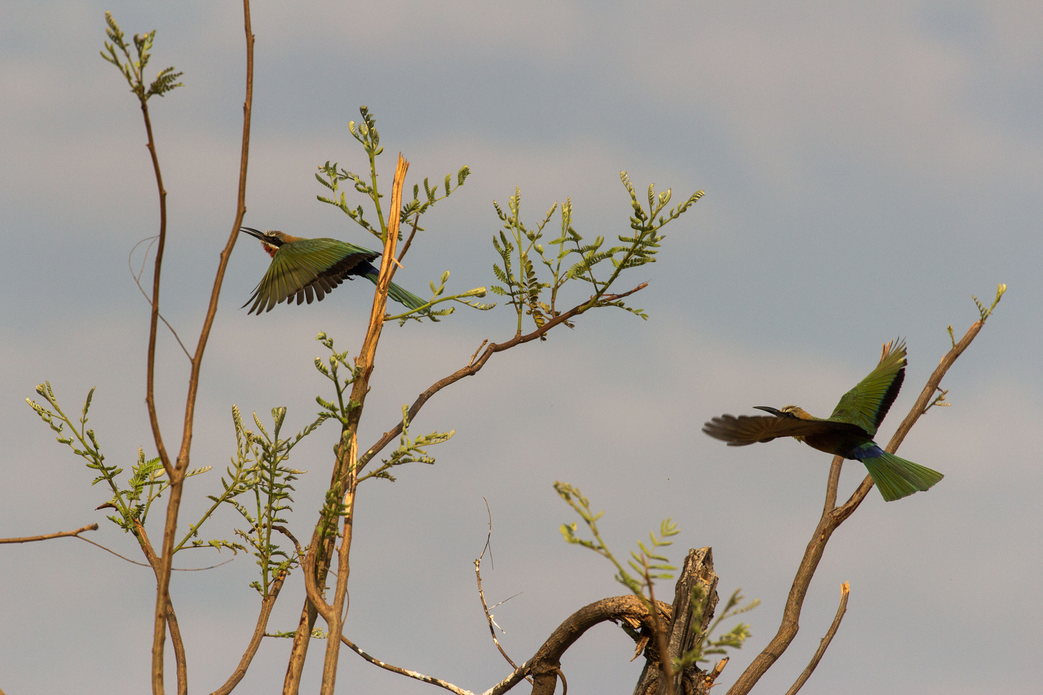 Canon EF 70-300mm F4-5.6L IS USM sample photo. Fly photography