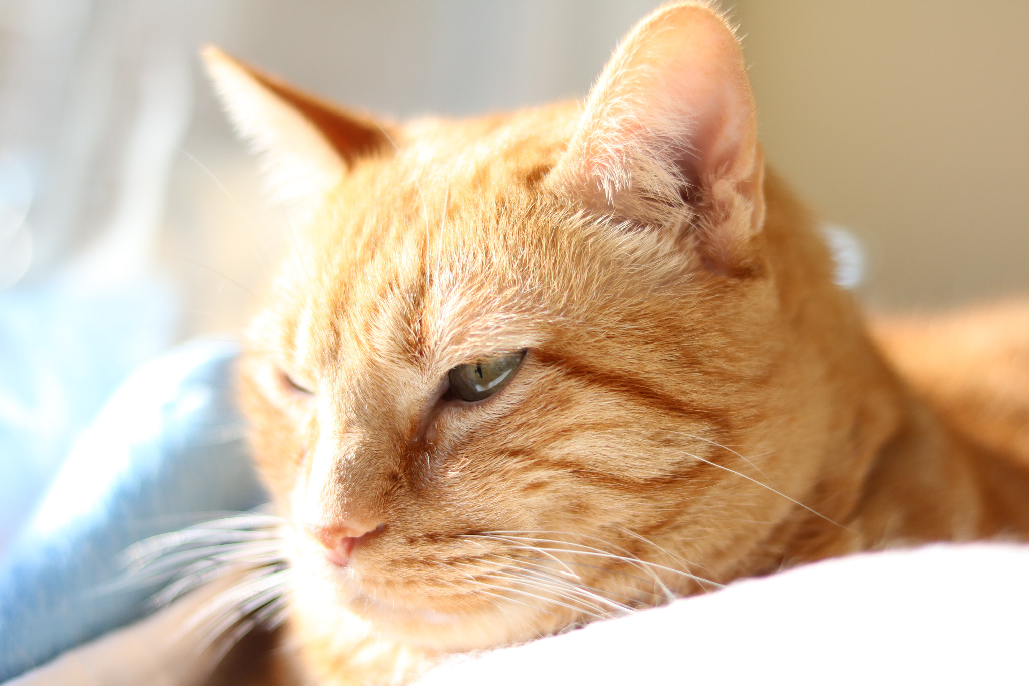 Canon EOS 760D (EOS Rebel T6s / EOS 8000D) + Canon EF 50mm F1.8 STM sample photo