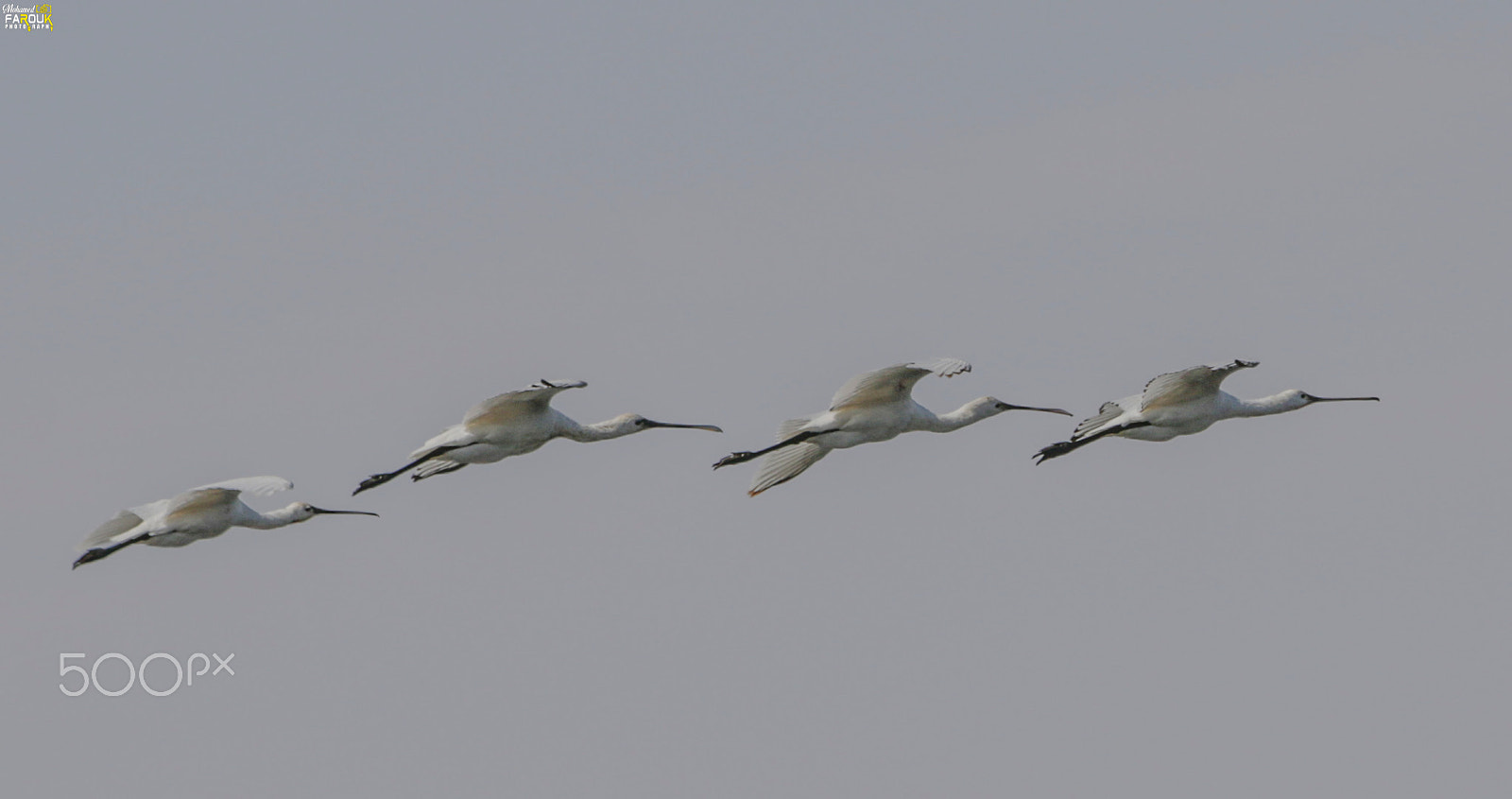 Canon EF 70-300mm F4-5.6 IS USM sample photo. أبو ملعقة الأبيض spoonbill photography