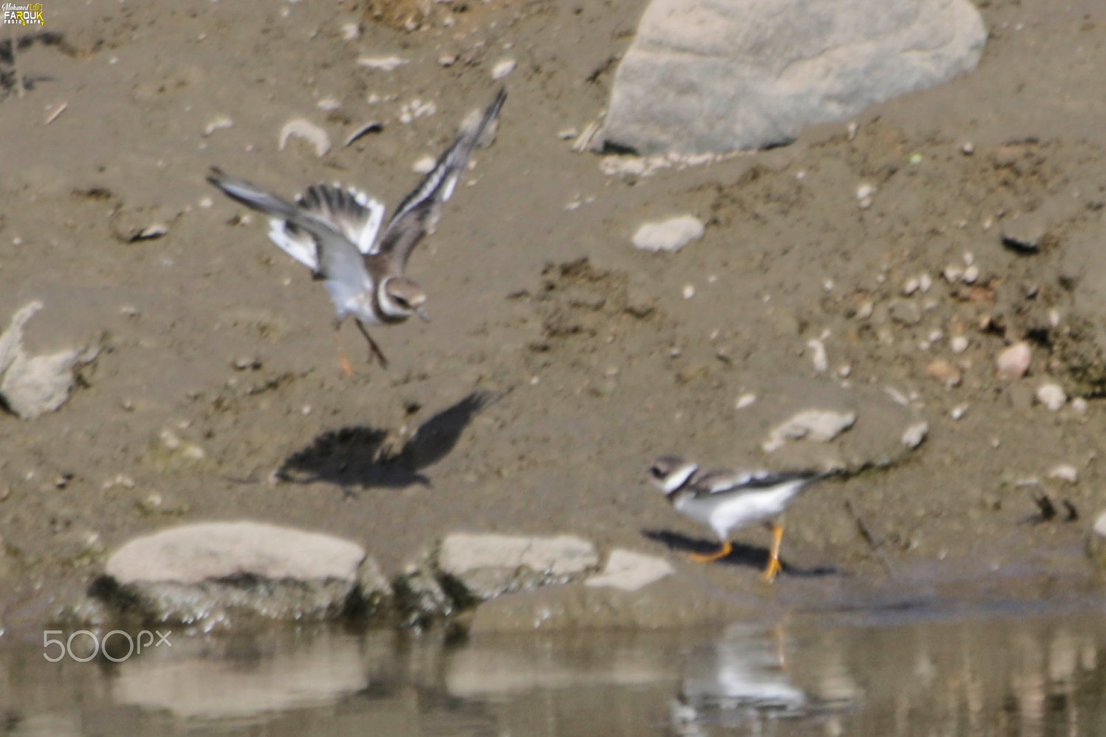 Canon EF 70-300mm F4-5.6 IS USM sample photo. القطقاط المطوق- ringed plover photography